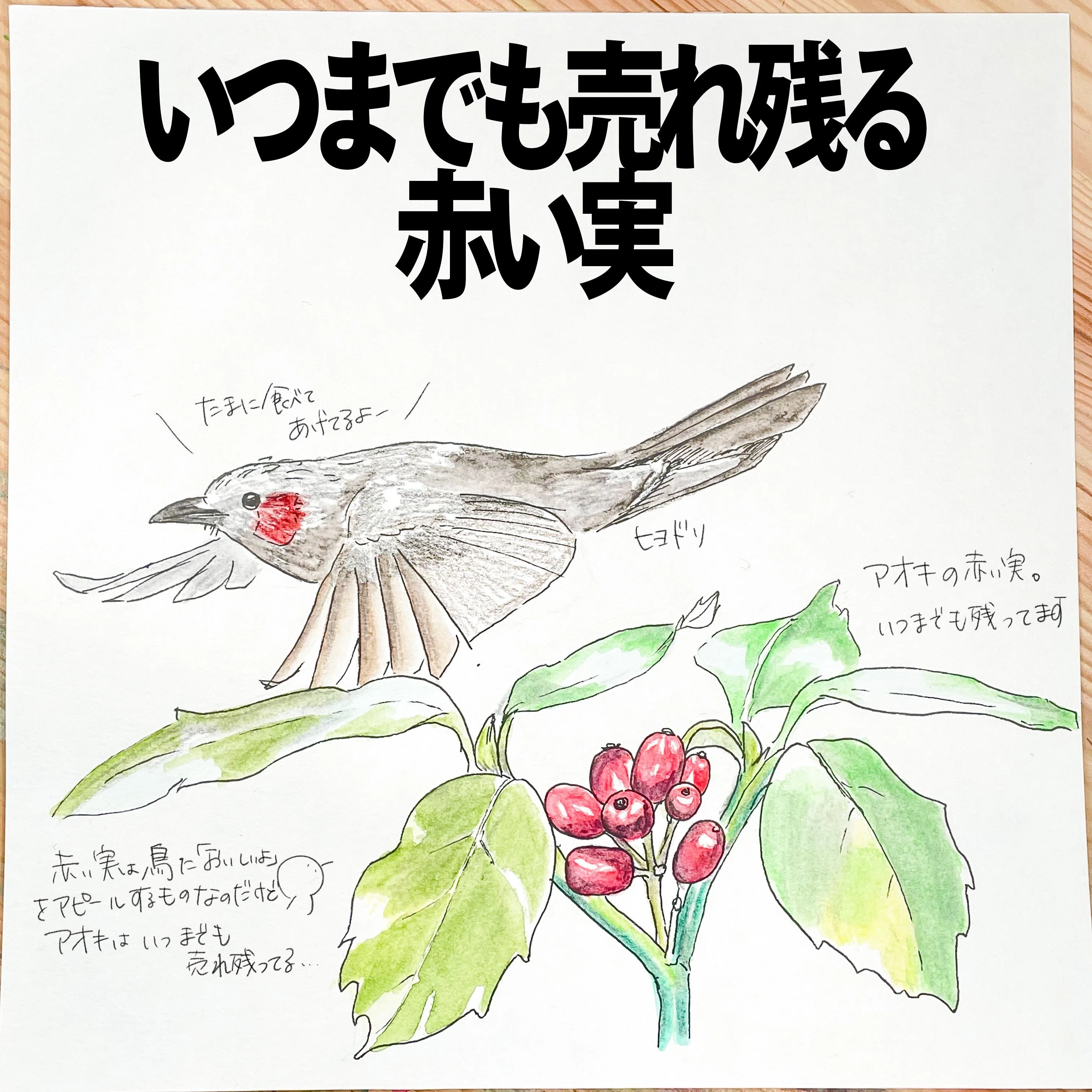 いつまでも売れ残る赤い実｜アオキ｜くますけ｜自然ガイド・クリエイター