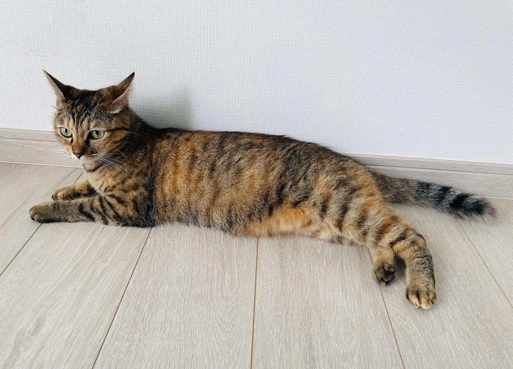 本日の猫たち #032（麦わら猫）｜MIU