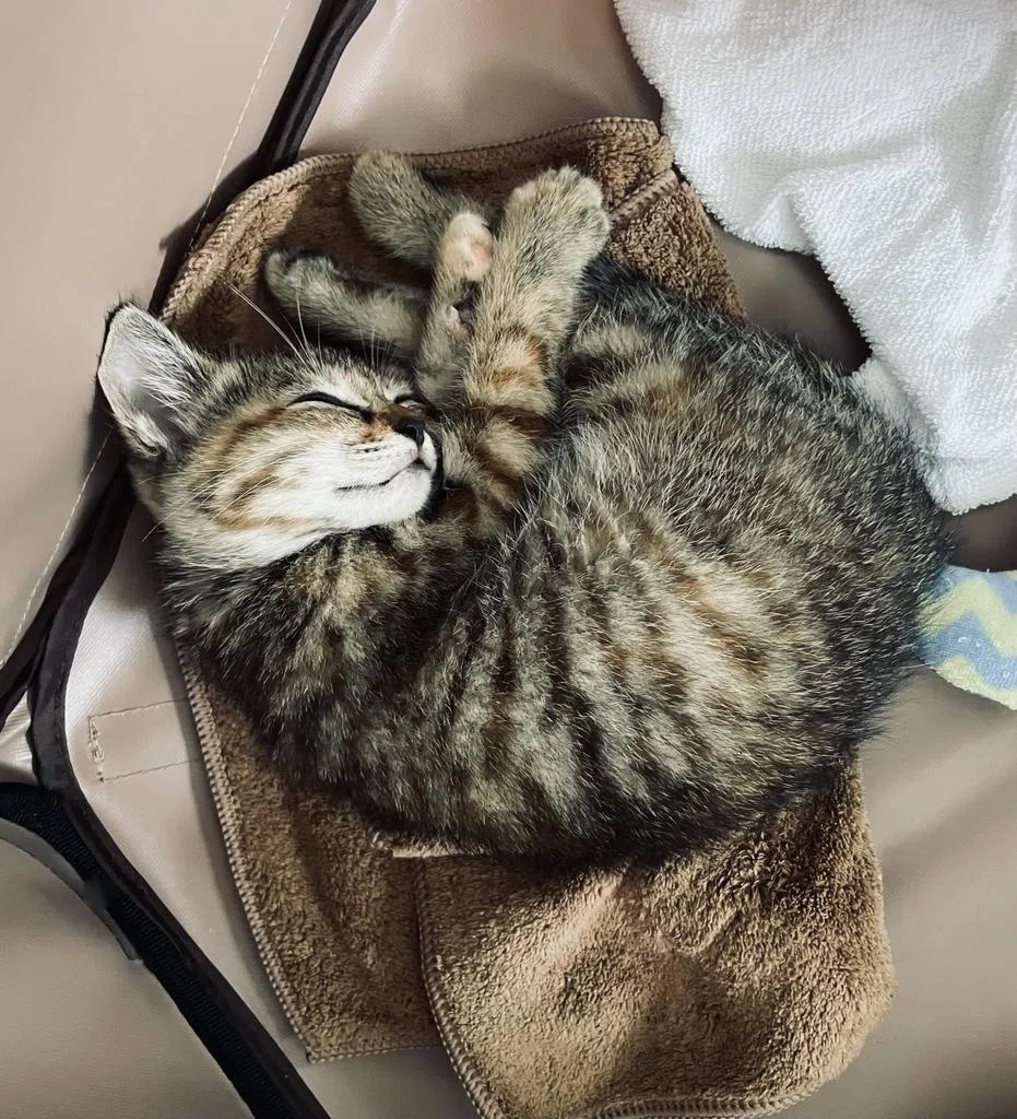 本日の猫たち #032（麦わら猫）｜MIU
