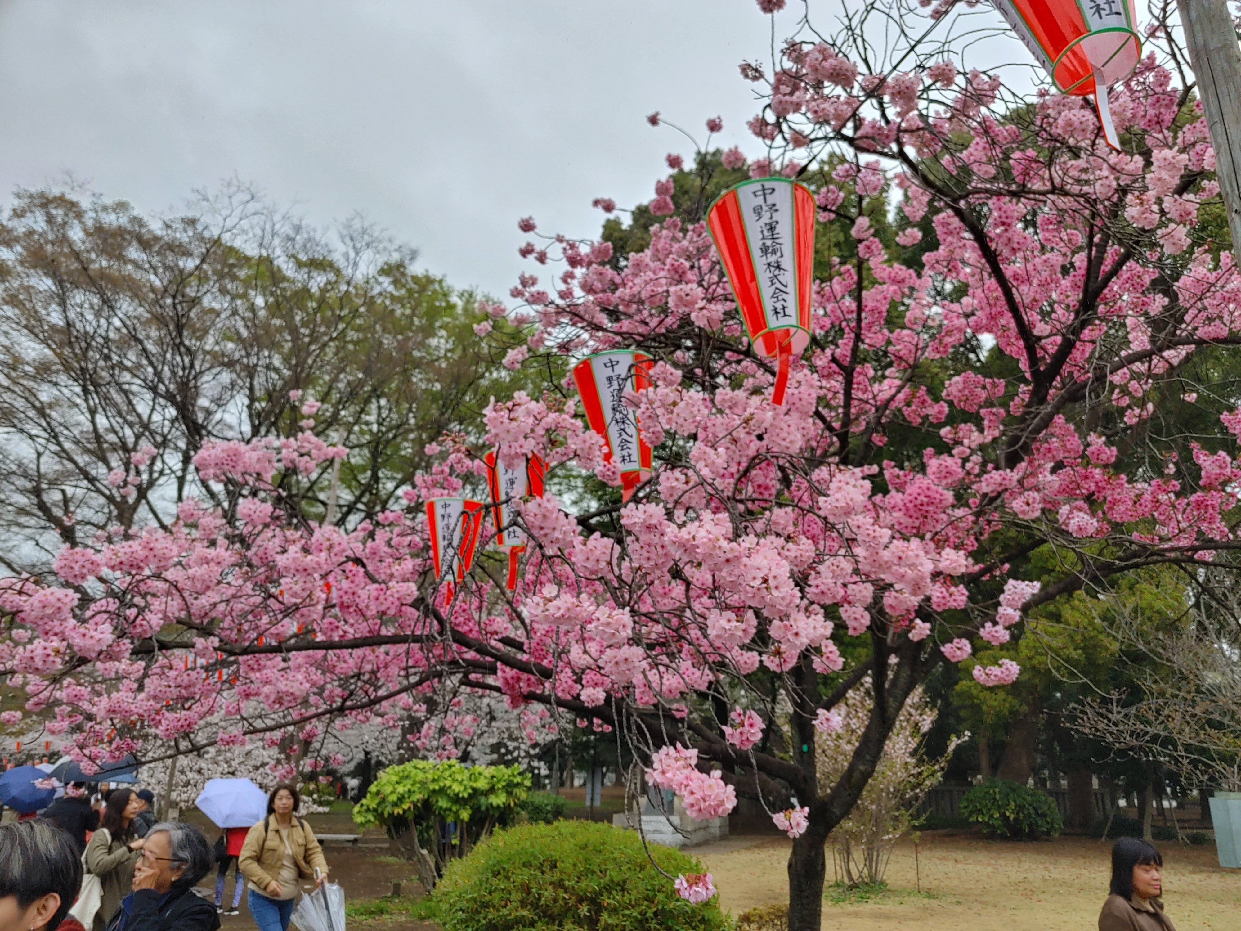 2023桜レポート。上野公園は雨だった。｜大和ヌレガミ@小説家