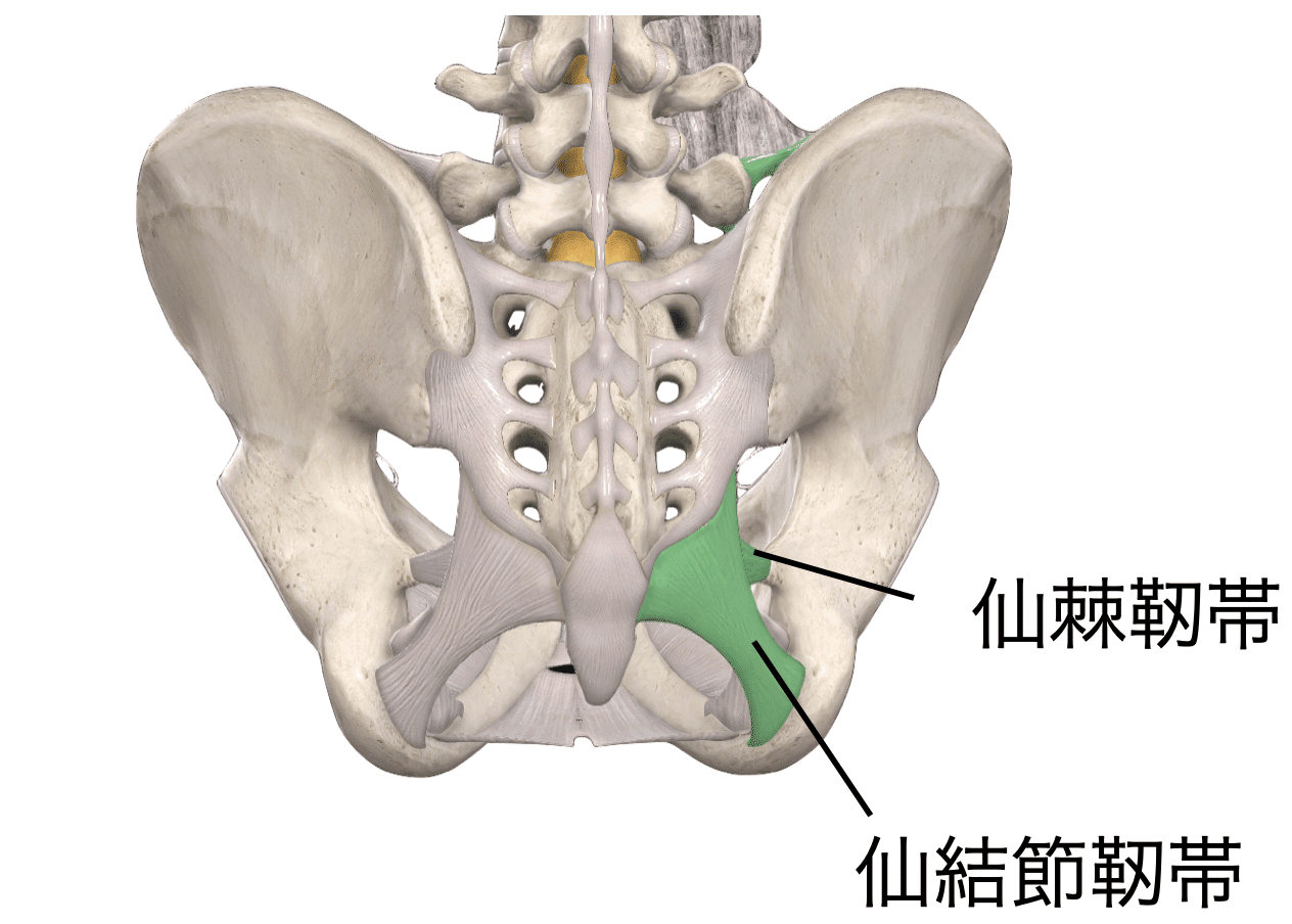骨盤と仙腸関節の機能解剖―骨盤帯を整えるリアラインアプローチ