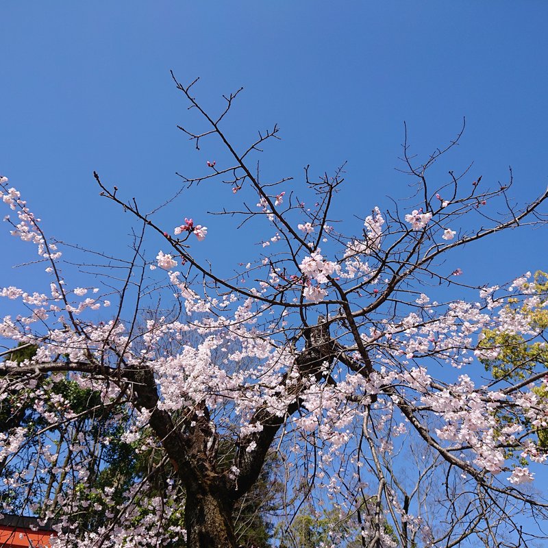 今年の桜。桜もいろいろな花色があったりと、青空の下で見るのは楽しいですね！