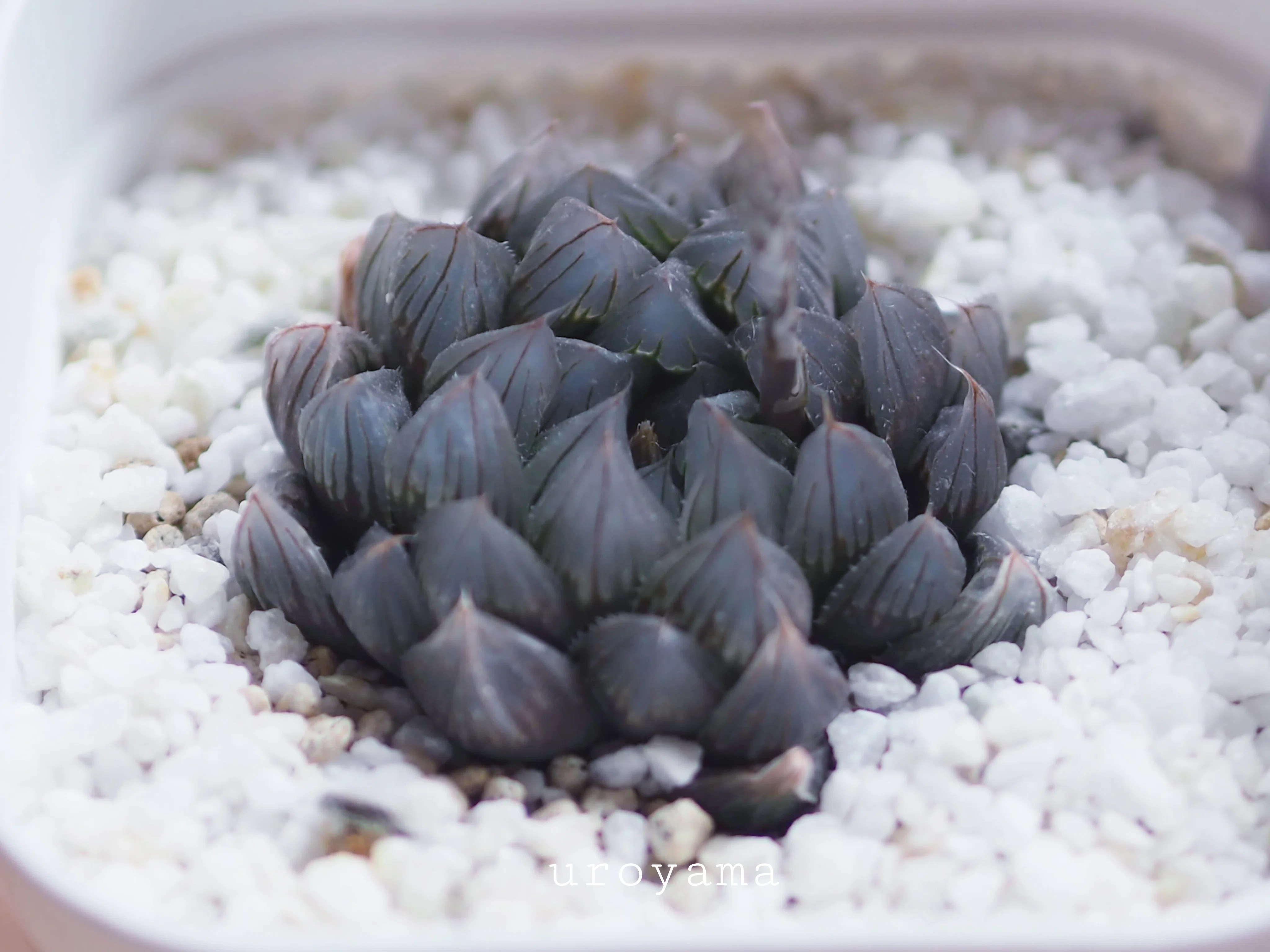 多肉植物沼も良いぞ特にハオルチア｜烏鷺山