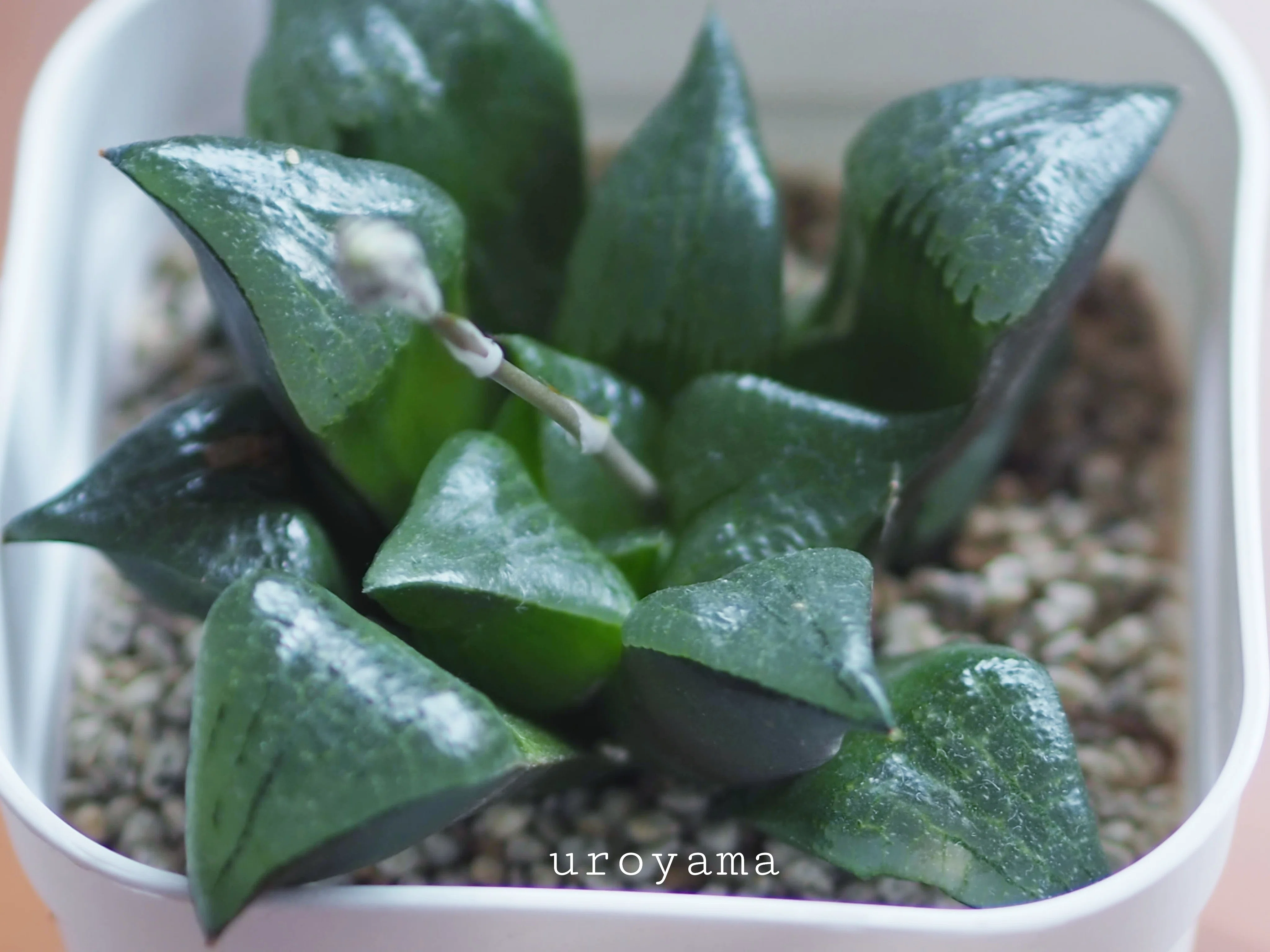 多肉植物沼も良いぞ特にハオルチア｜烏鷺山