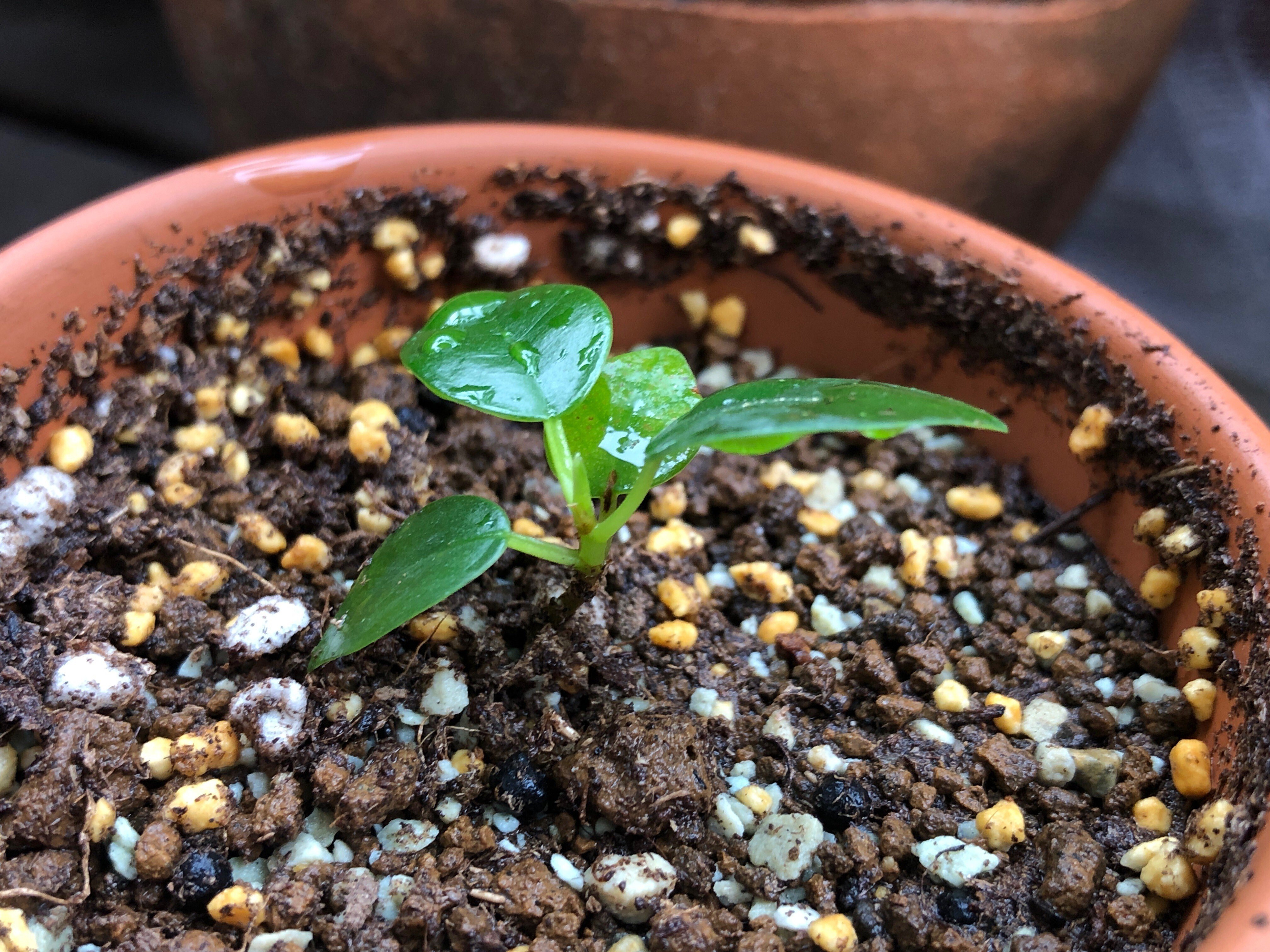 パンダガジュマルの土に白いカビが!!!｜穂の気ままライフ