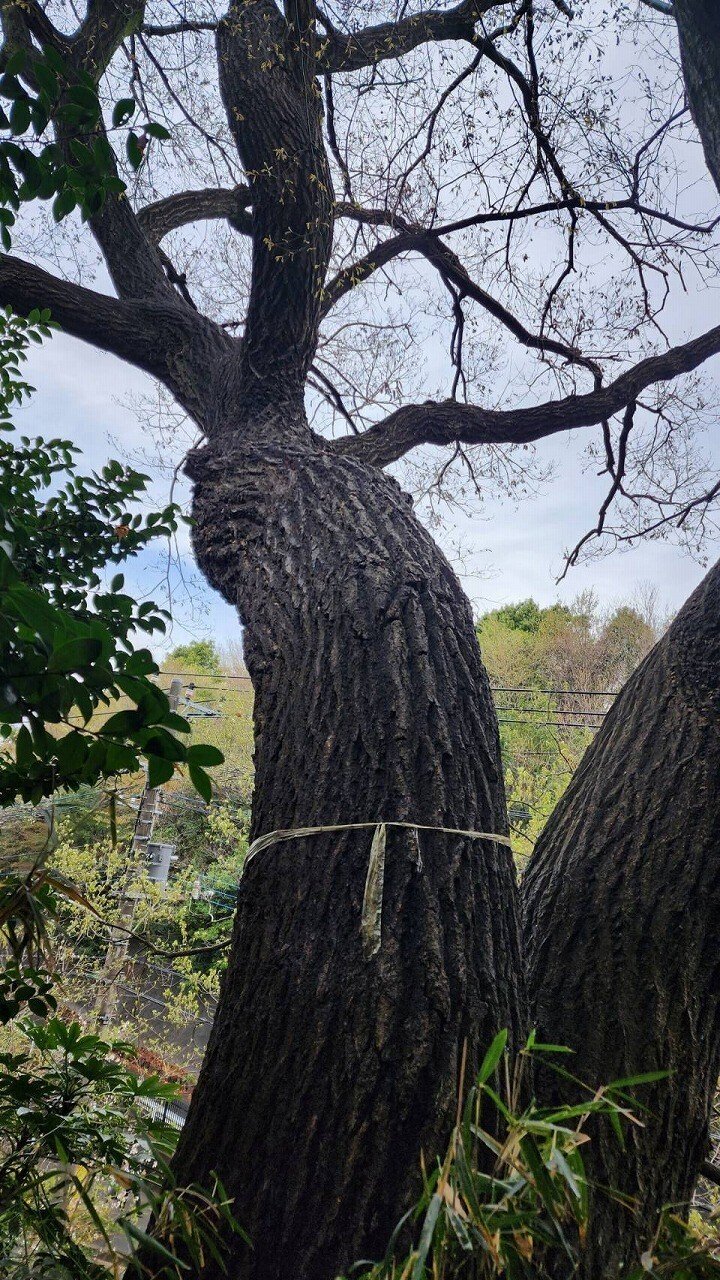 ナラ枯れ木の伐採｜川崎市黒川青少年野外活動センター