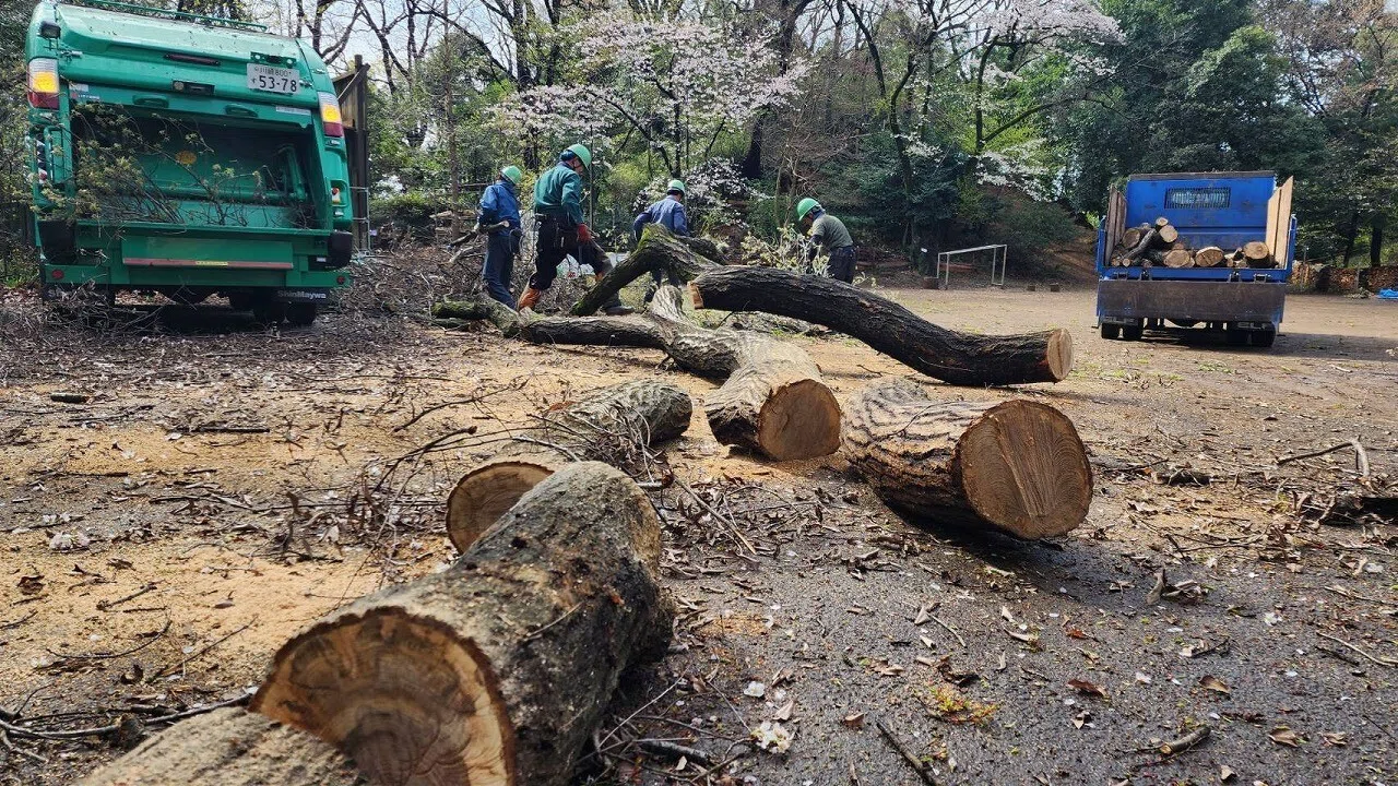 ナラ枯れ木の伐採｜川崎市黒川青少年野外活動センター