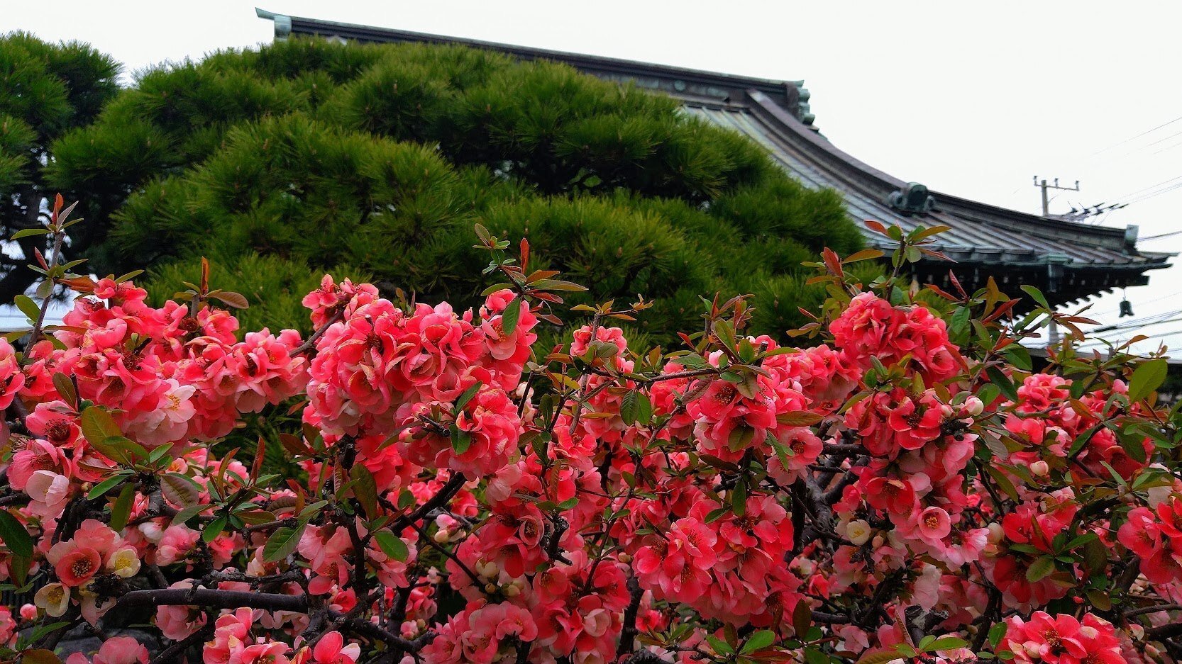 鎌倉・材木座「九品寺の木瓜 2023」【四季折々の花、草木】〈名所編