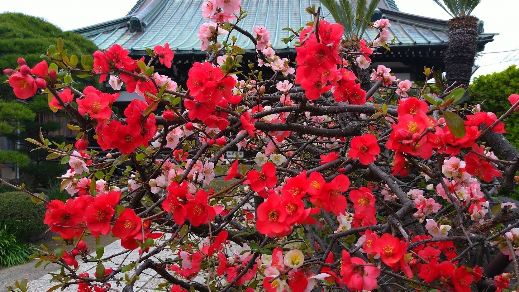 鎌倉・材木座「九品寺の木瓜 2023」【四季折々の花、草木】〈名所編