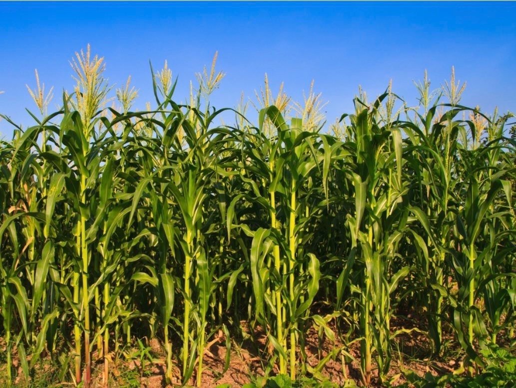 CHILDREN OF THE CORN / とうもろこし畑の子供たち｜eigadays, image size:1033x778