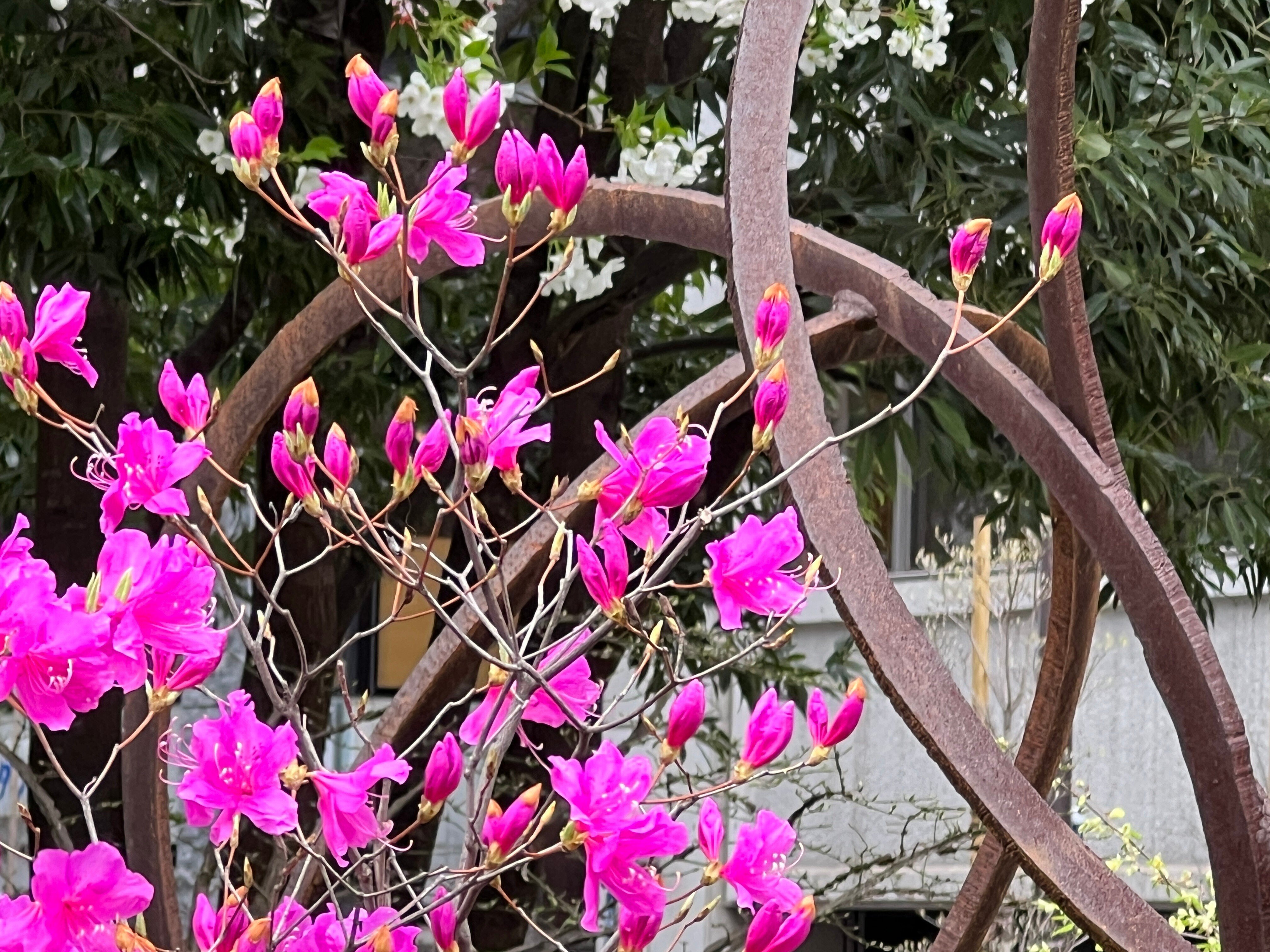 2023.03.25 三葉躑躅/躑躅｜日本花卉文化株式会社