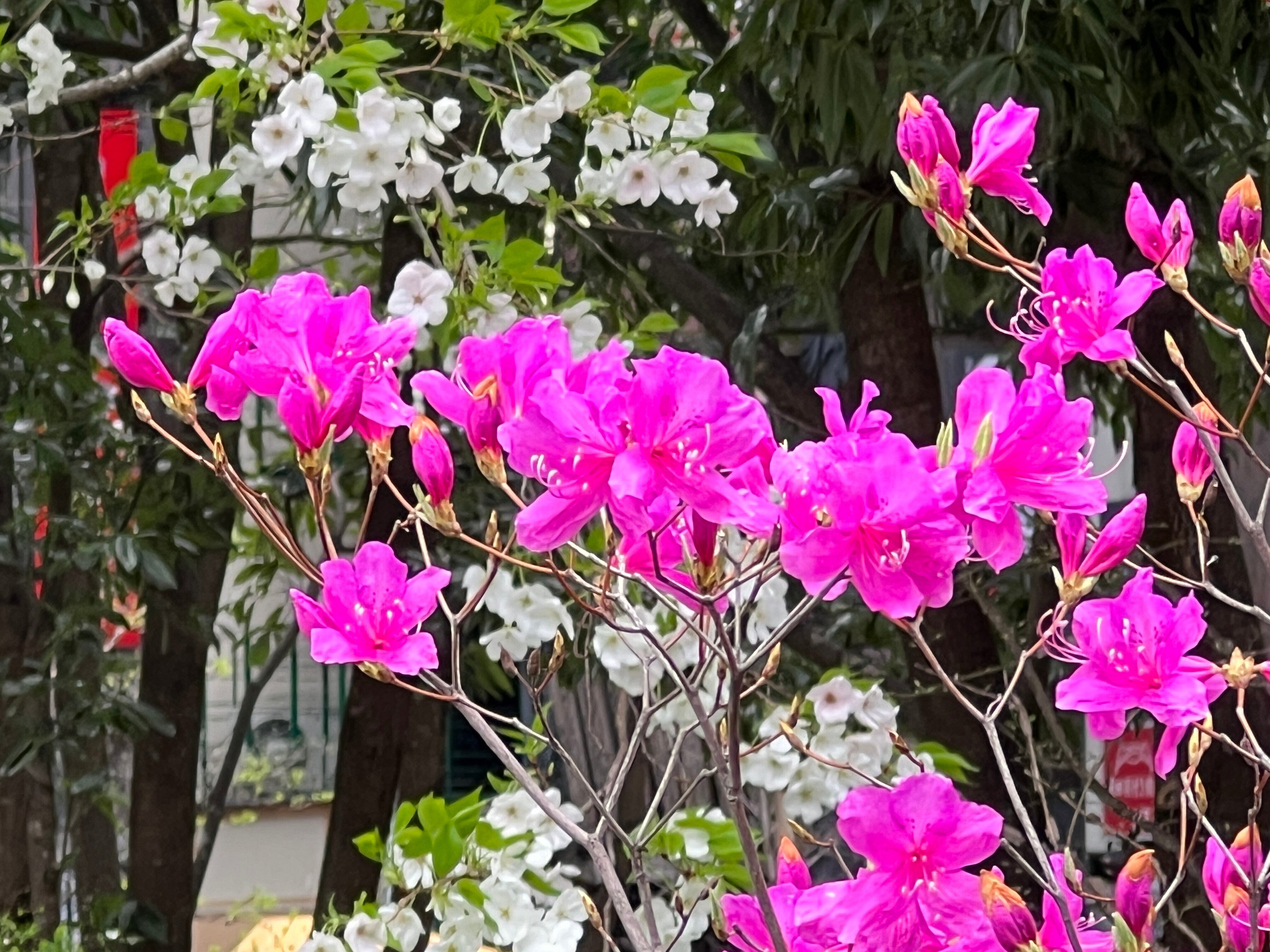 2023.03.25 三葉躑躅/躑躅｜日本花卉文化株式会社