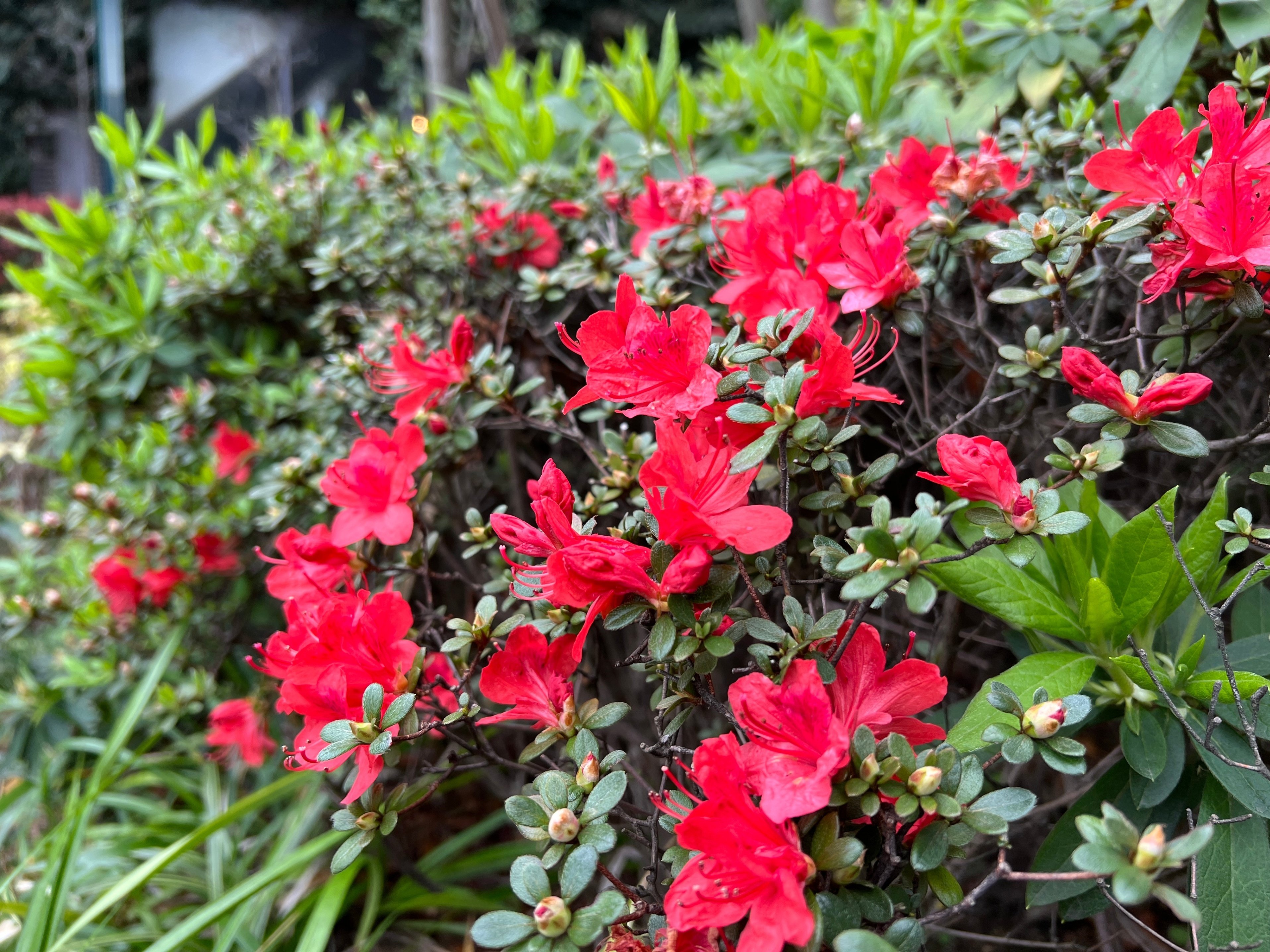 2023.03.25 三葉躑躅/躑躅｜日本花卉文化株式会社