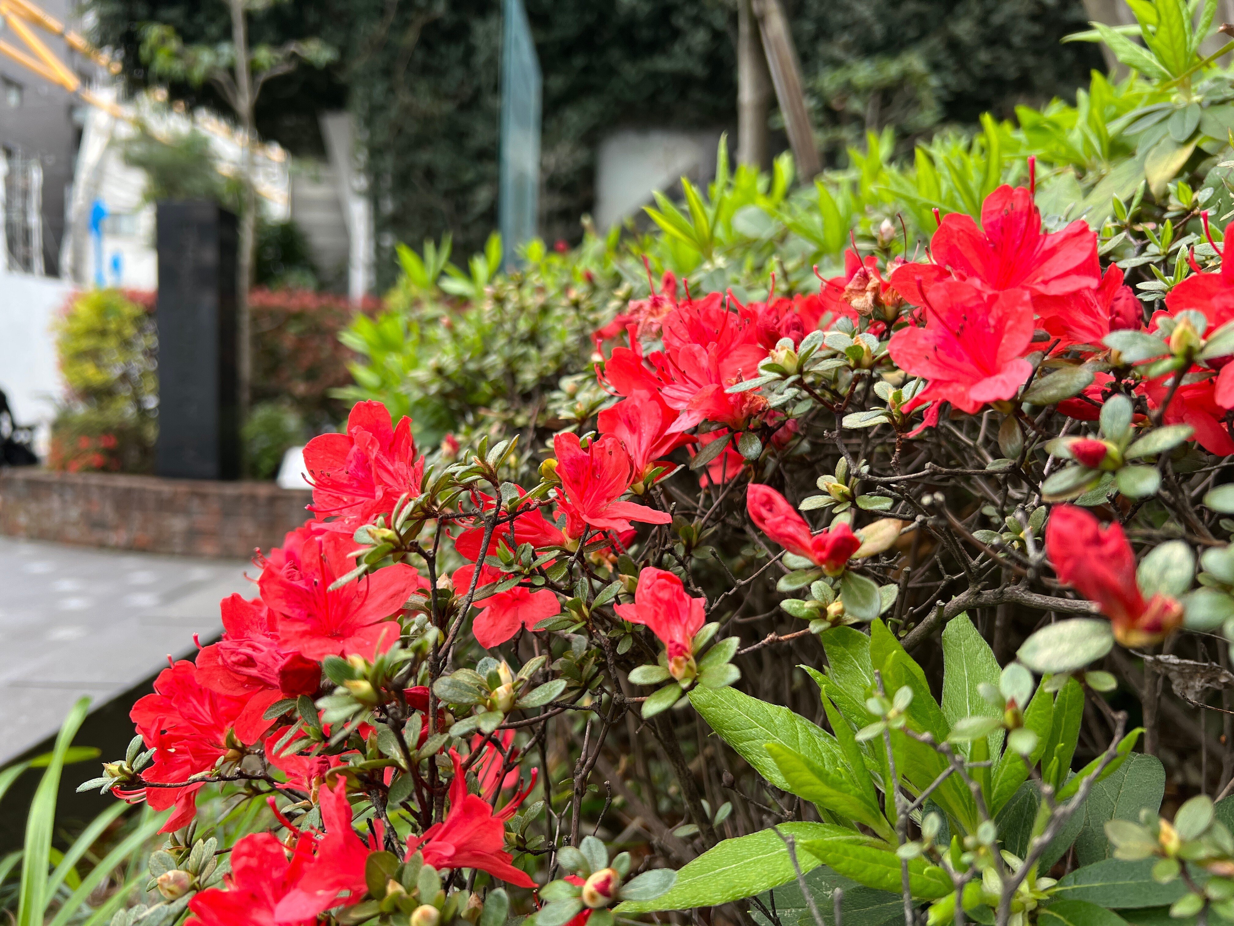 2023.03.25 三葉躑躅/躑躅｜日本花卉文化株式会社