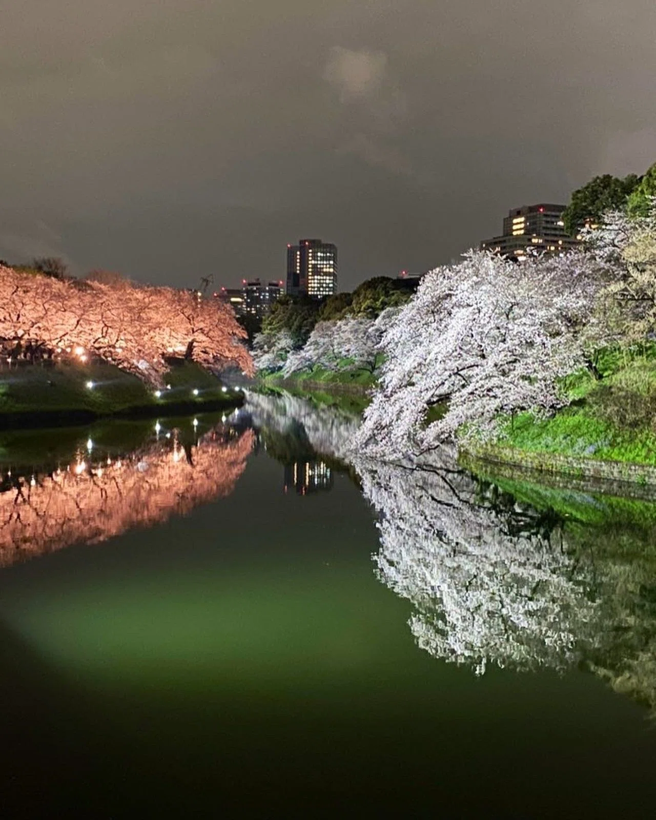 マイセンの千夜一夜模写 千鳥ヶ淵の夜桜を愉しむ｜ほんのひととき