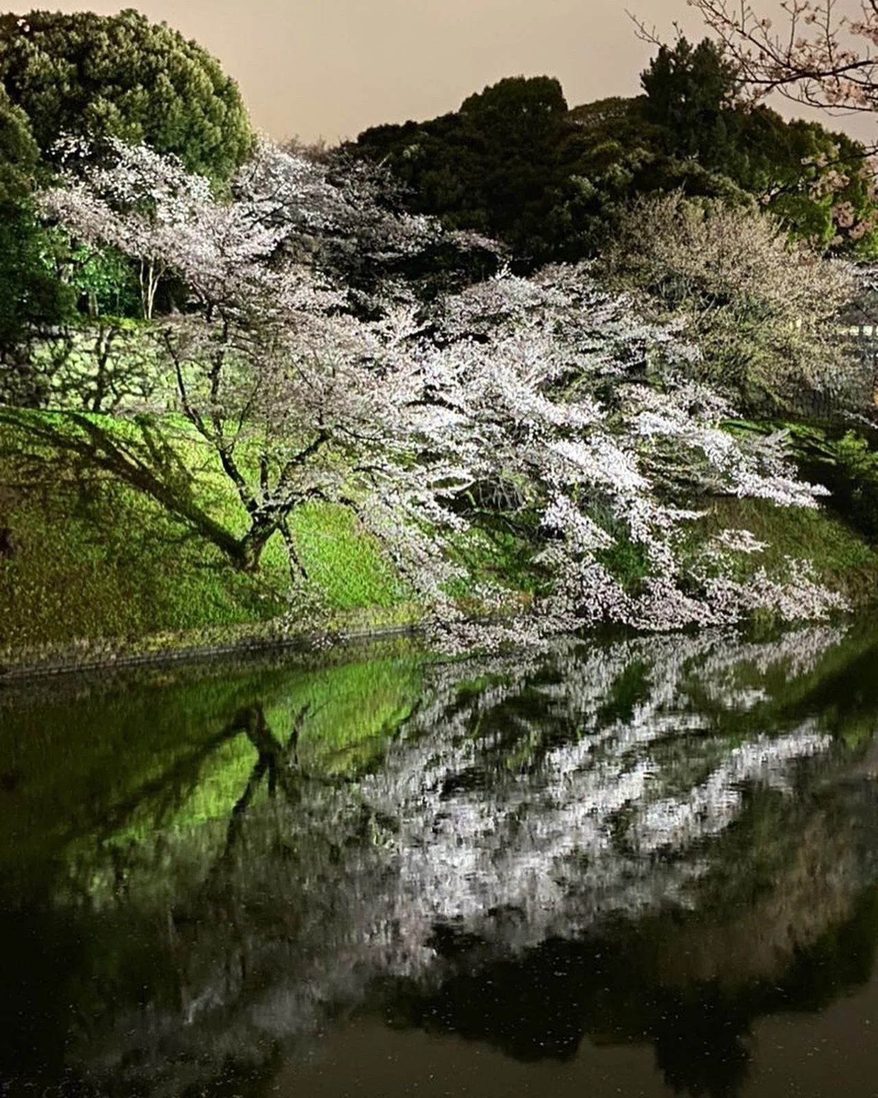 千鳥ヶ淵の夜桜を愉しむ｜ほんのひととき