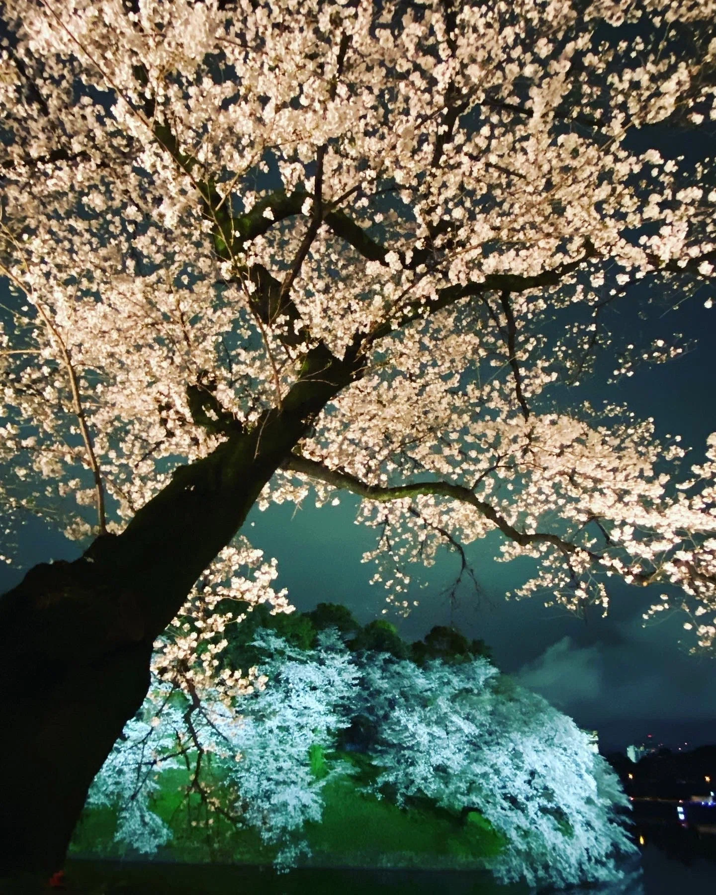 千鳥ヶ淵の夜桜を愉しむ｜ほんのひととき