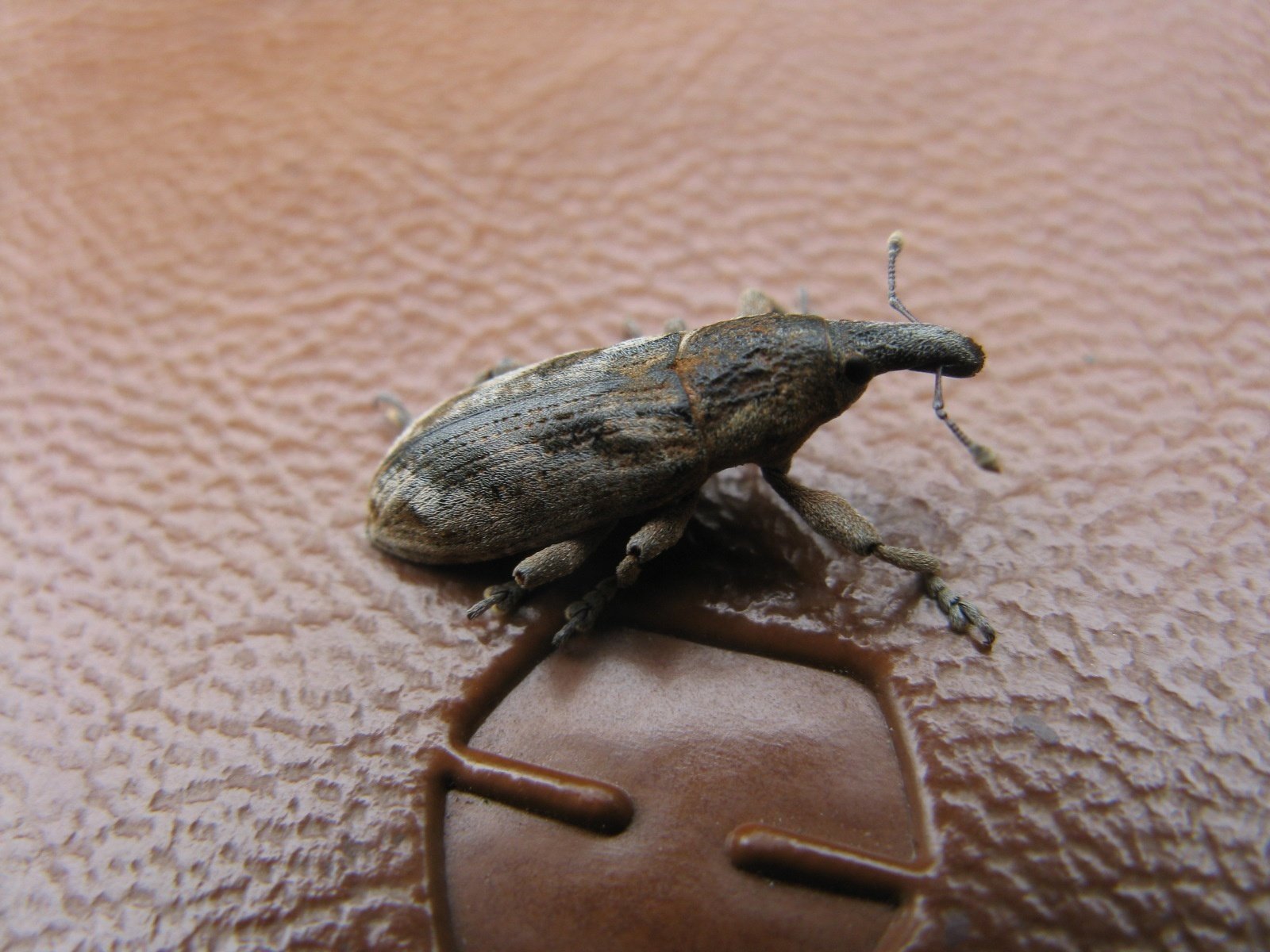 かつての里山に暮らす動植物 その3～虫たち⑤甲虫～｜森中遊助