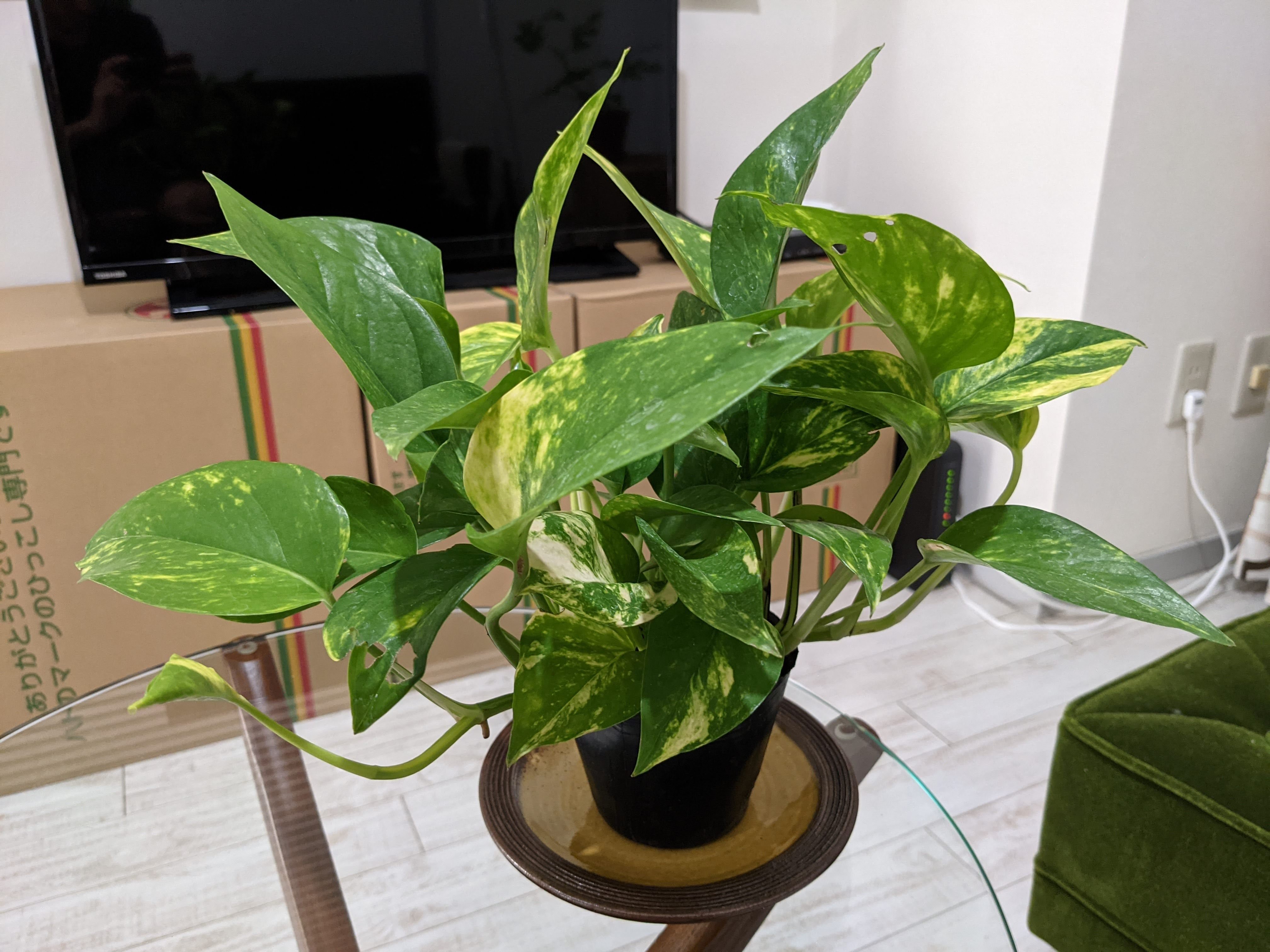 モカポトスページ ポトス H600mm HBKD-2-037 | オフィスプランニング・オフィス