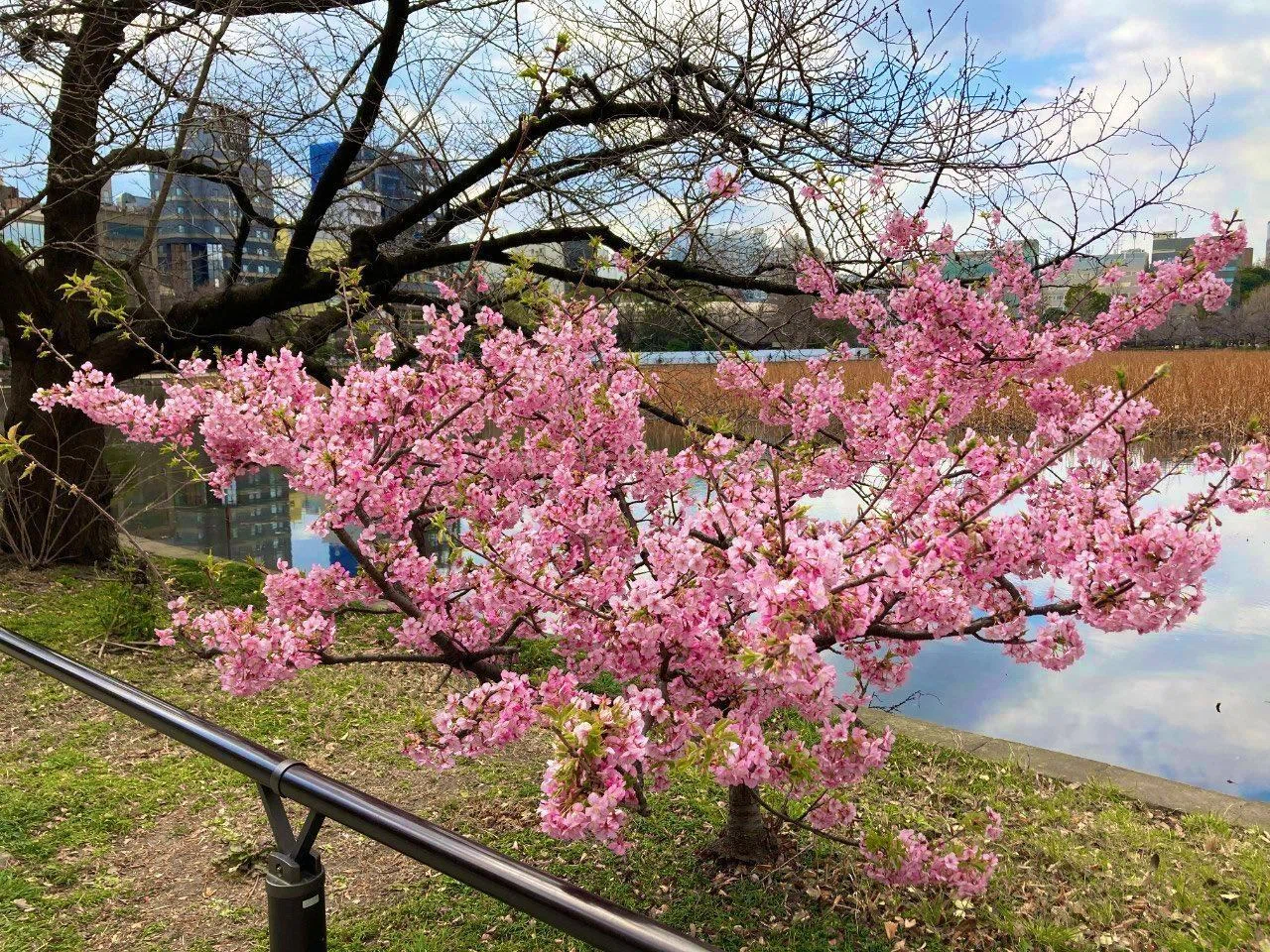 上野エリアの桜〜2023年春前編〜｜上野案内所