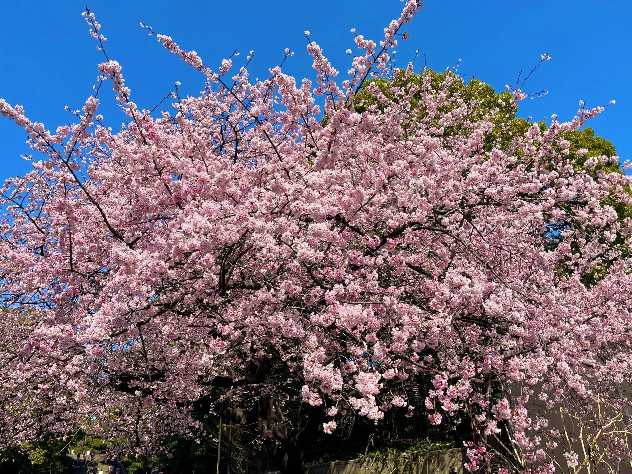 上野エリアの桜〜2023年春前編〜｜上野案内所