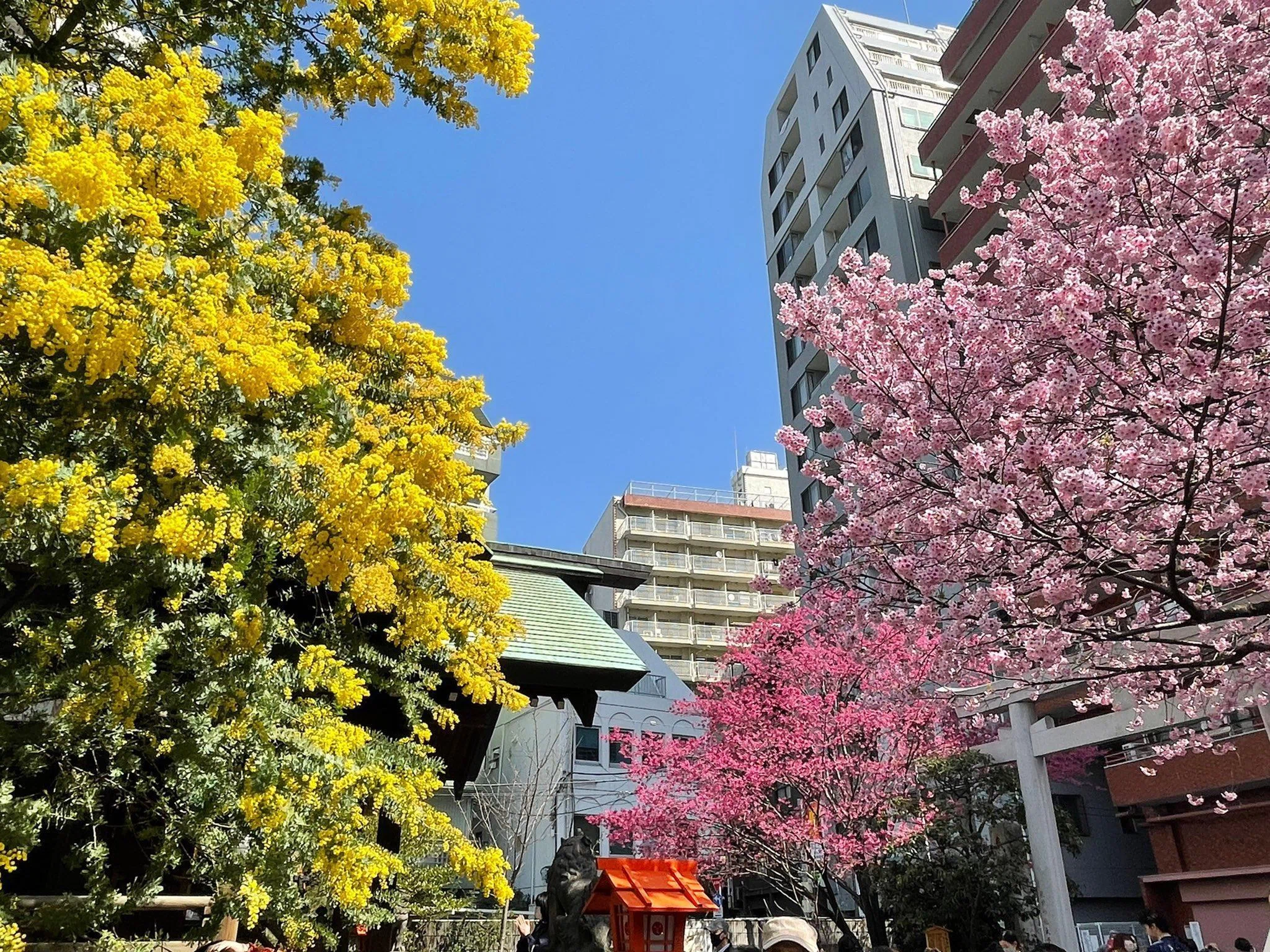 上野エリアの桜〜2023年春前編〜｜上野案内所