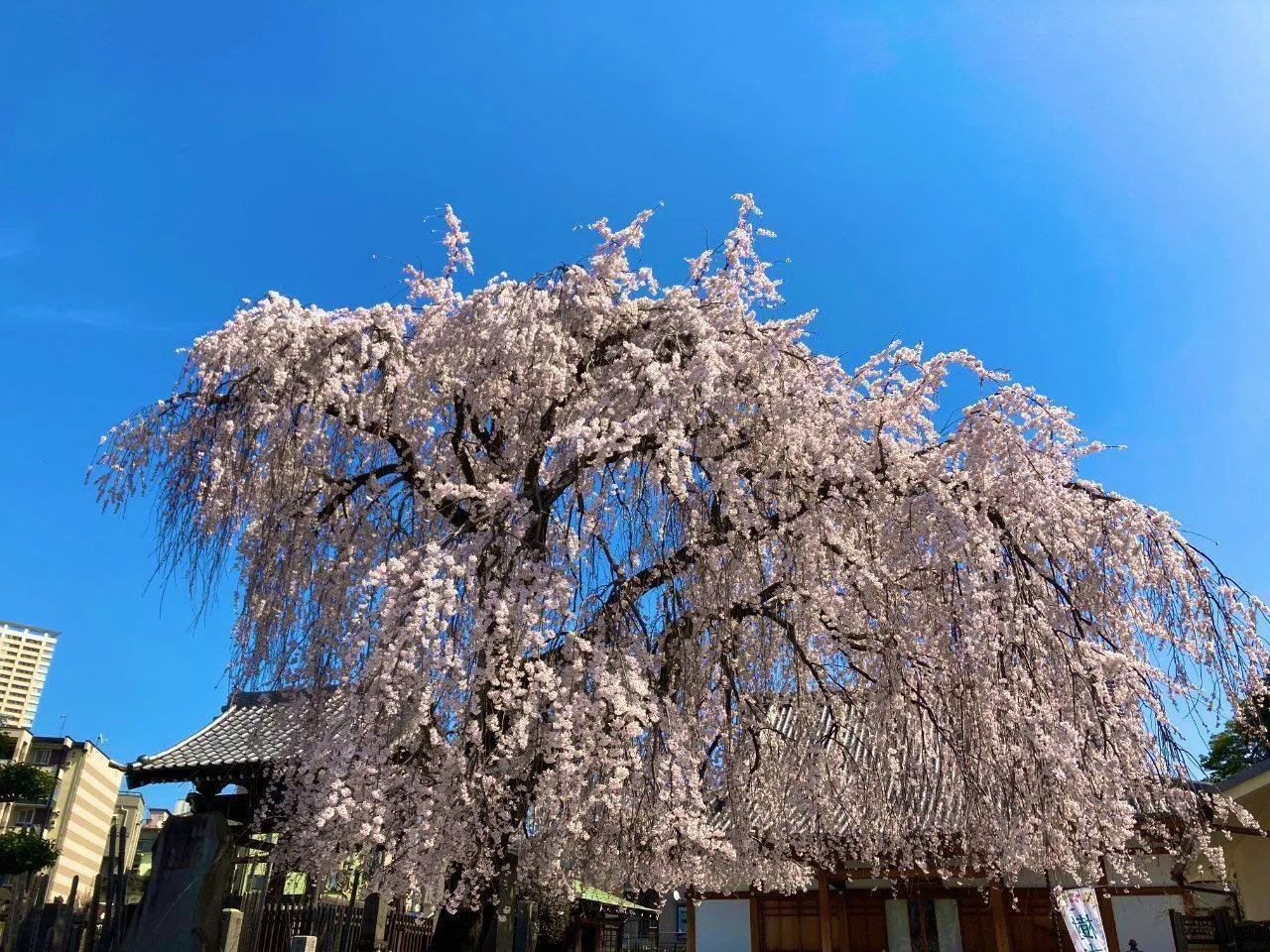 上野エリアの桜〜2023年春後編〜｜上野案内所