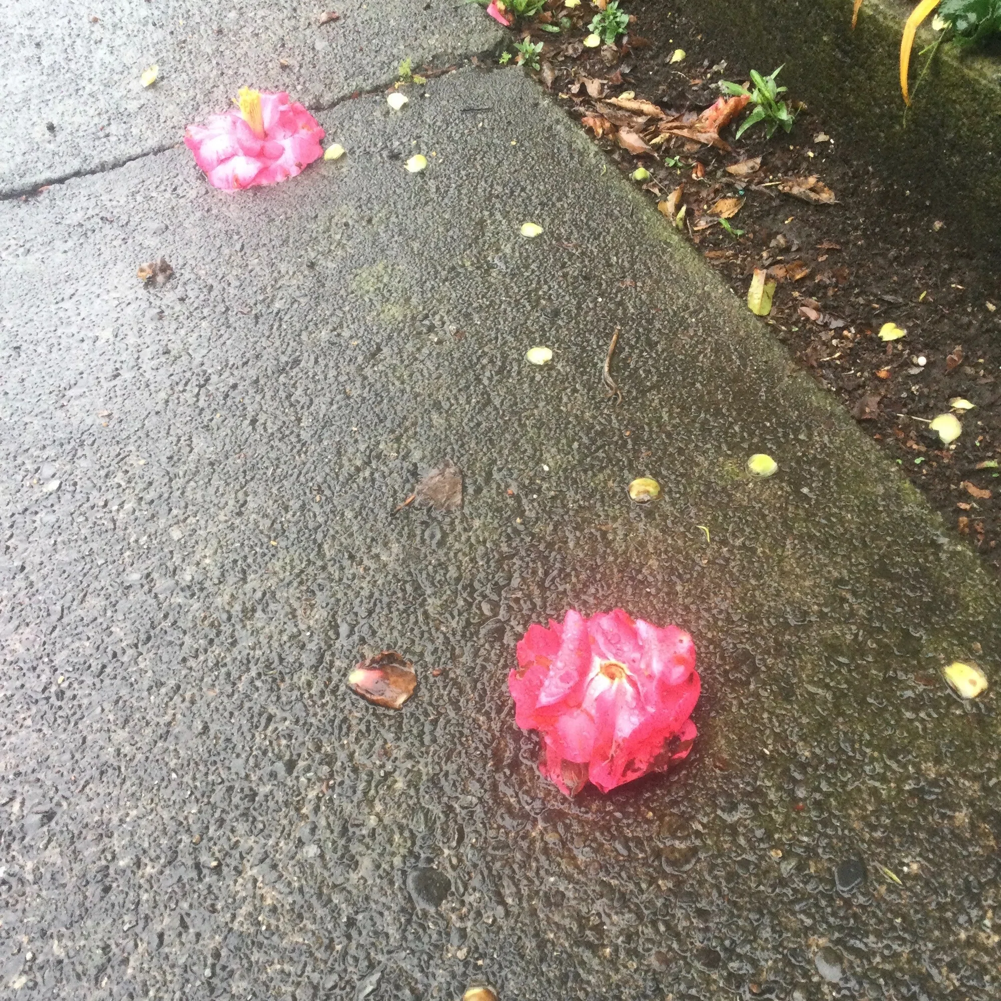 落ちた花びらが木のありかを｜Chappy