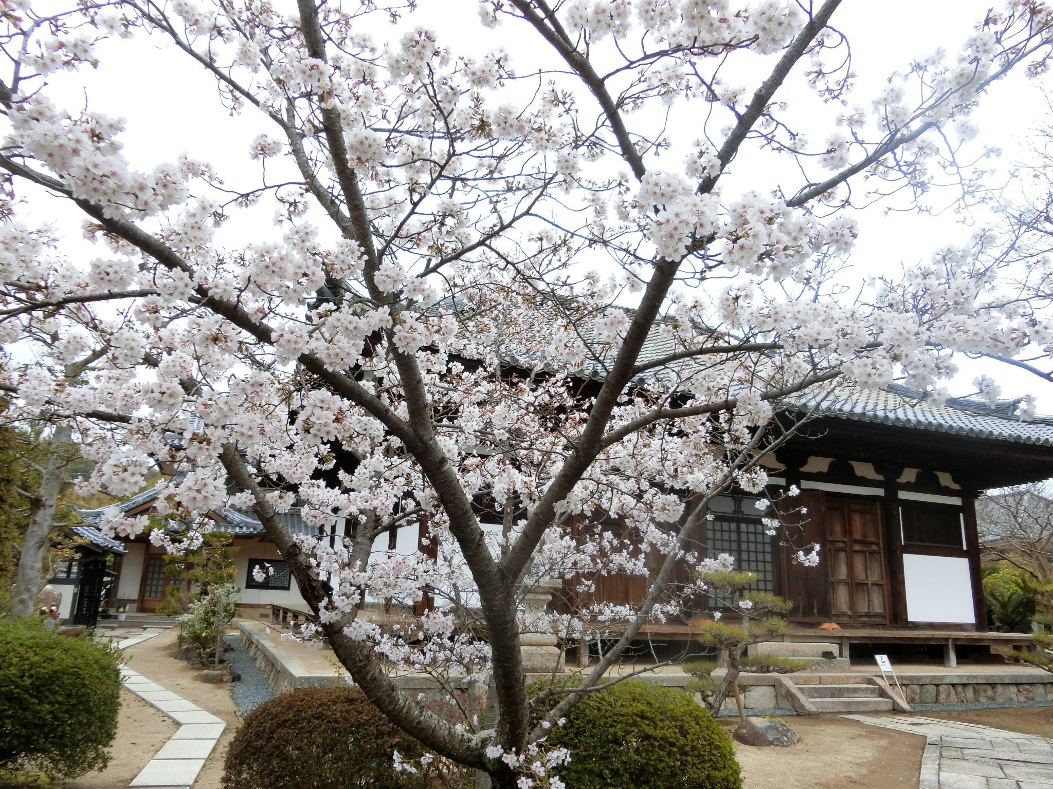 釘無し本堂は国宝「孝恩寺」重文だらけの平安仏は圧巻【大阪泉州 釘無し本堂は国宝「孝恩寺」重文だらけの平安仏は圧巻【大阪泉州