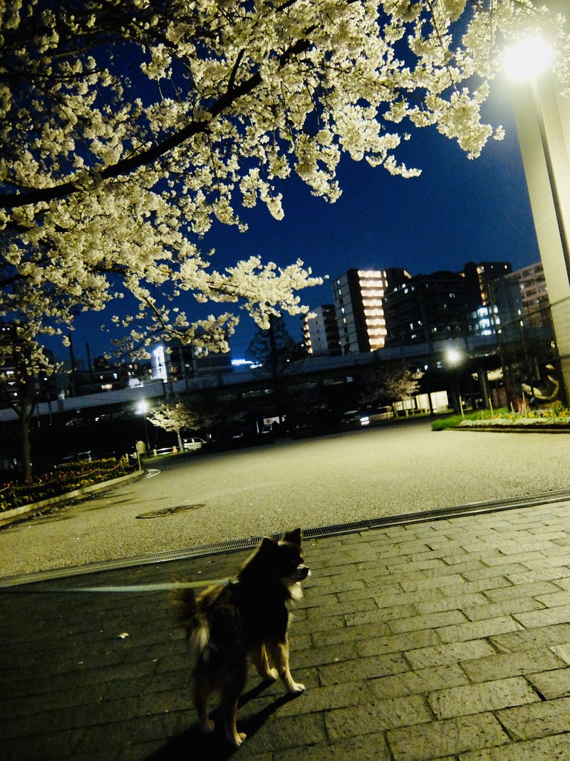 夜桜見物GO！