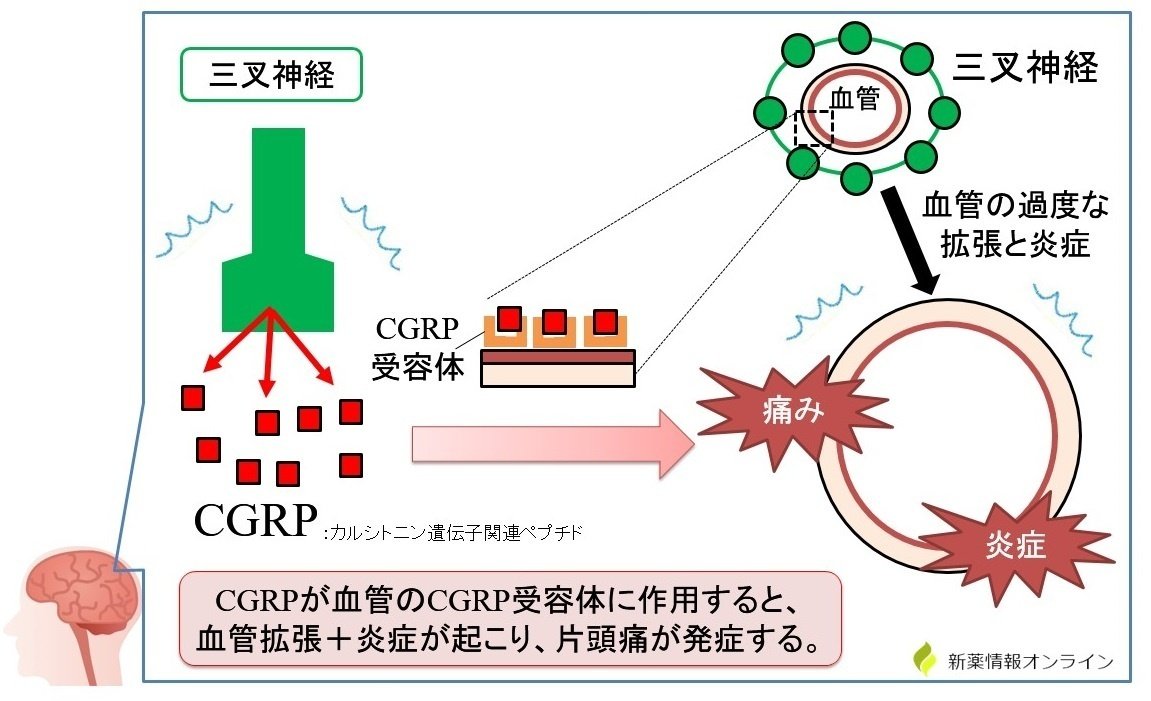 セカンドインパクト症候群について考える｜かつひさ