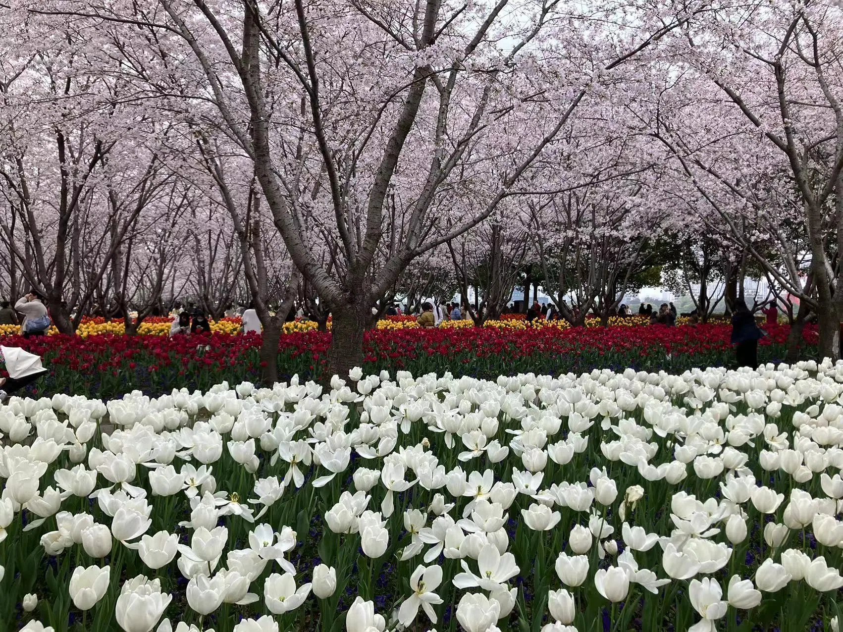 春絢爛！桜とチューリップの共演【上海市 琴鍵春園】｜小羊