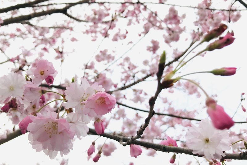 桜の花言葉は品種ごとにあるそうで…ソメイヨシノは「純潔」「優れた美人」、八重桜は「豊かな教養」「おしとやか」だそう。　　　