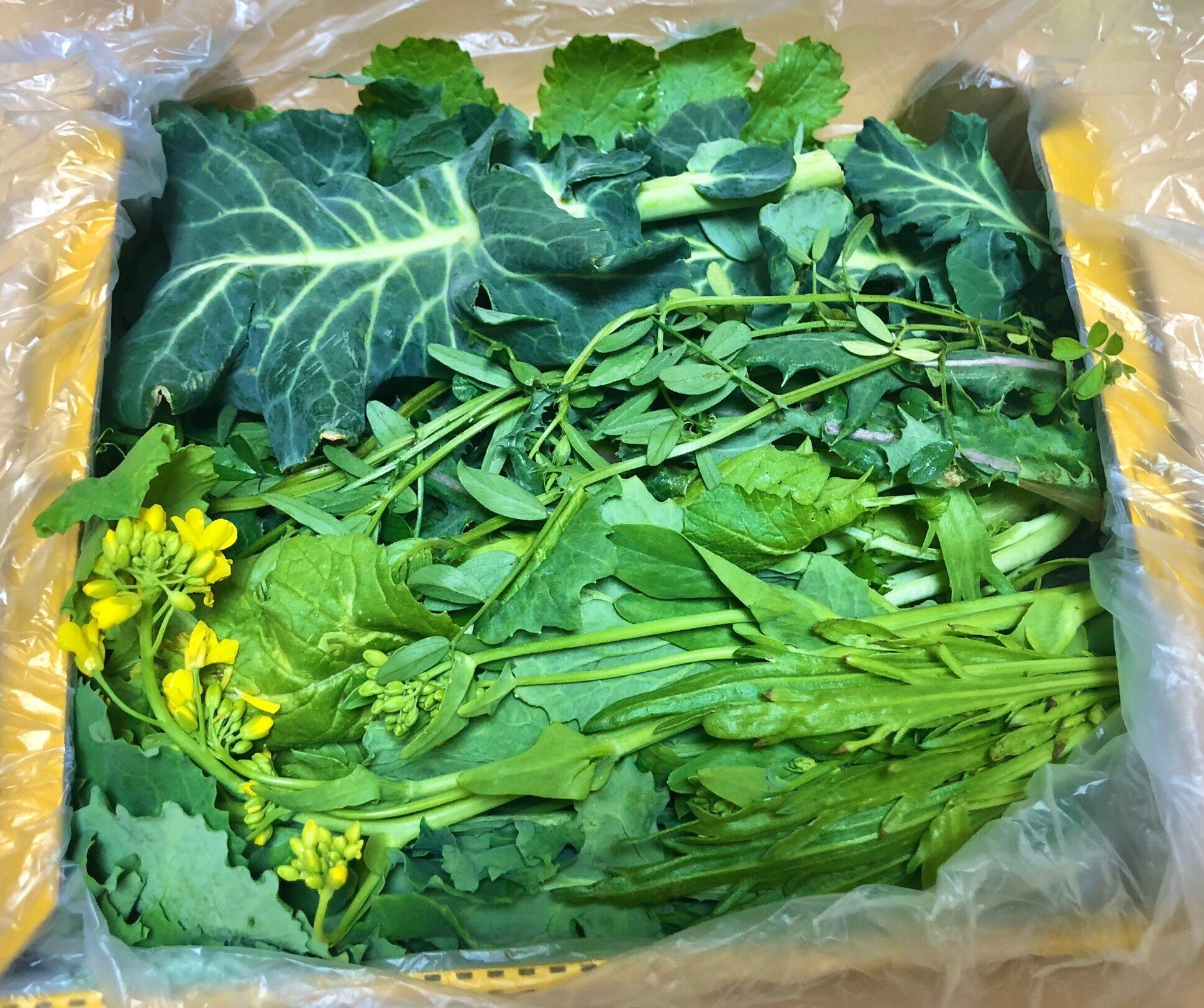 リクガメごはんの春野菜セット」こだわりと栄養素のひみつ｜リクガメの