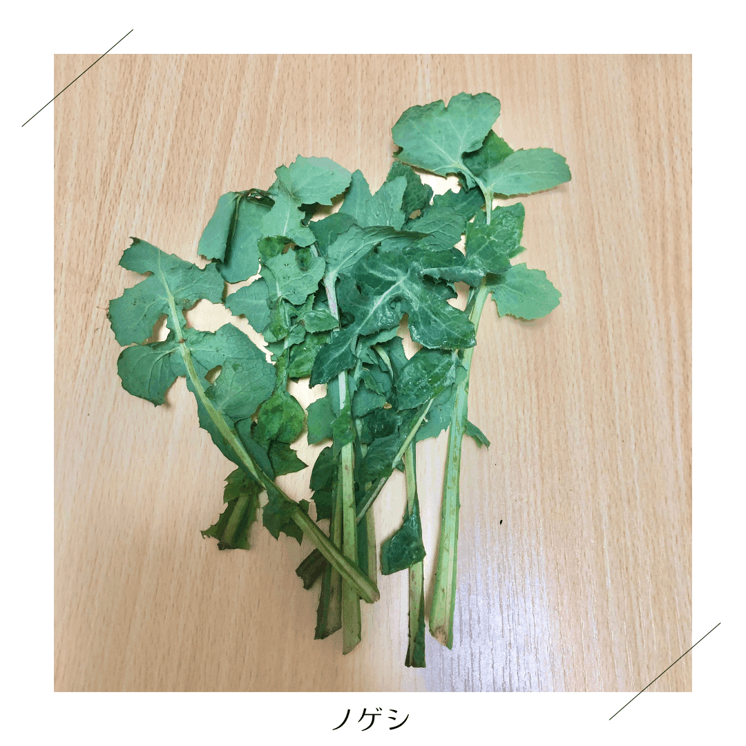 リクガメごはんの春野菜セット」こだわりと栄養素のひみつ｜リクガメの