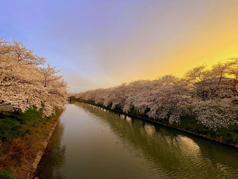 毎年変わらず、桜は咲くのだな。