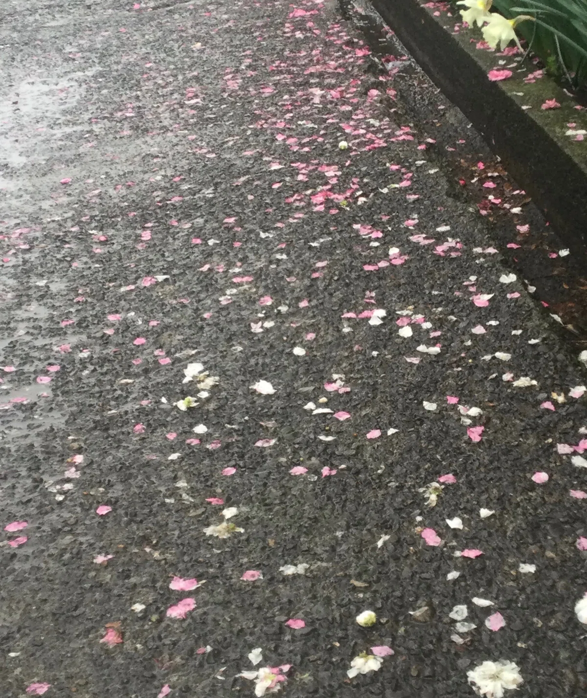 落ちた花びらが木のありかを｜Chappy