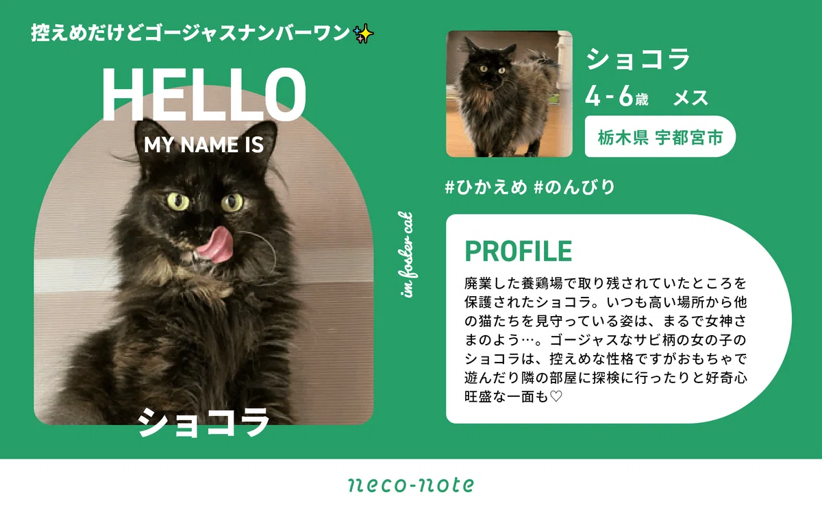 奥手な長毛サビ猫の「ショコラ」。保護猫の心を解かした“距離感”の秘密