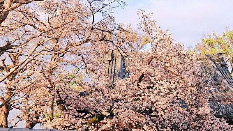 桜は晴れてる時に見るほうが、きれいですね！「幻想的」という言葉は誉め言葉ではないと、今年は思っている。