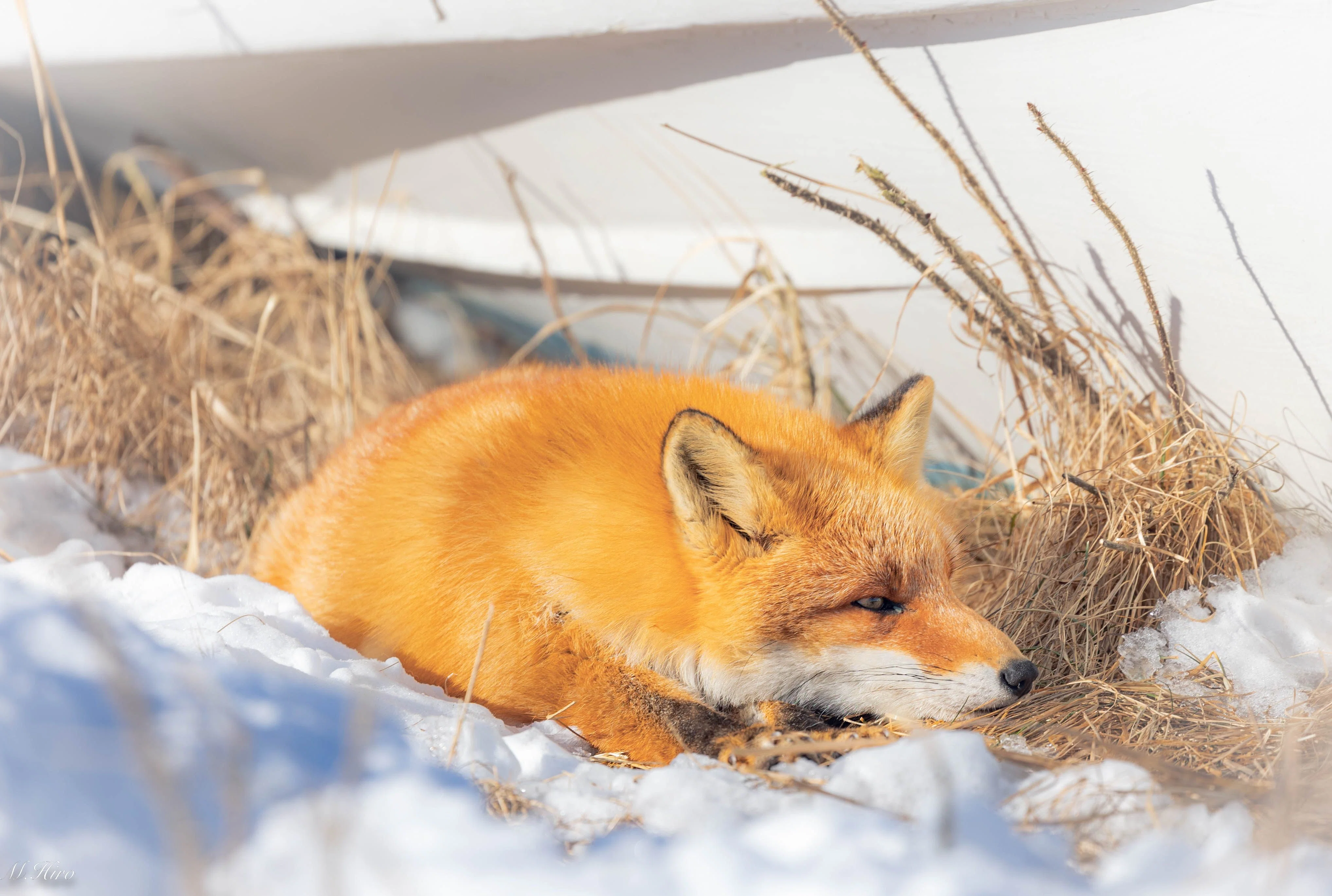 北海道】野付半島のキタキツネたち｜ひろ
