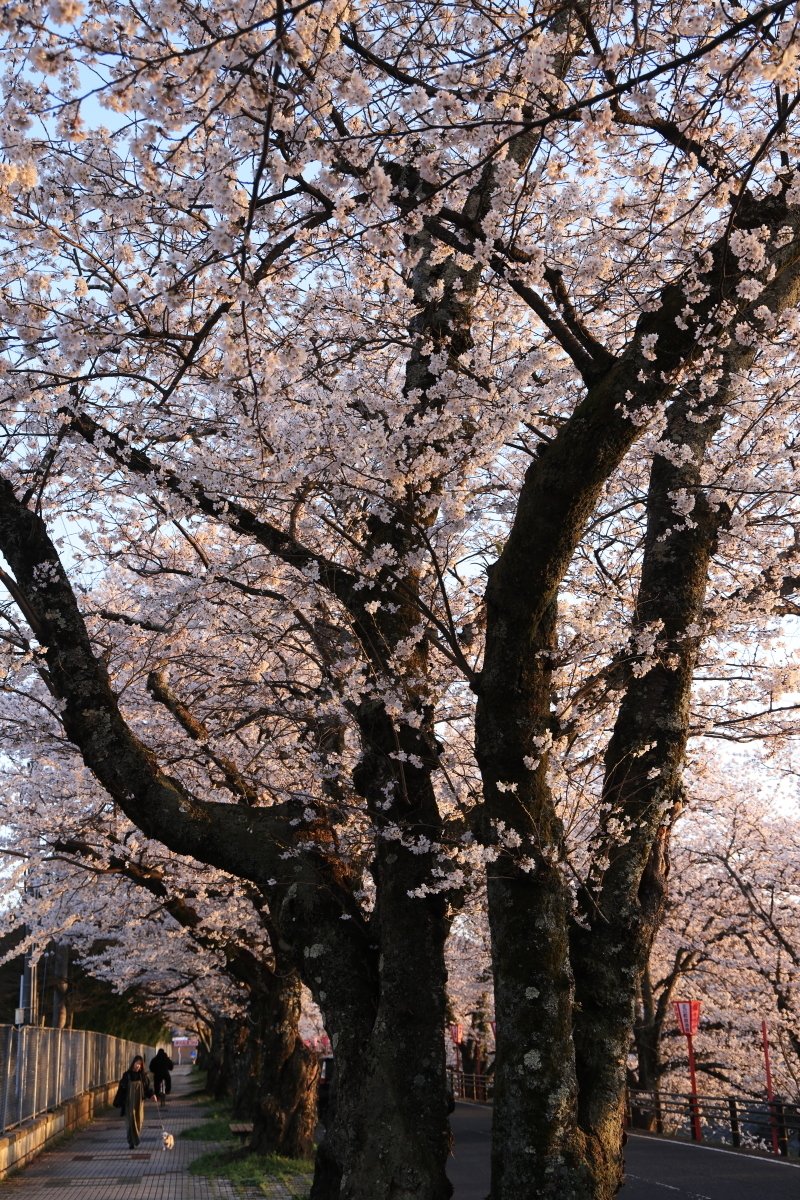 舞鶴レディーが、桜並木の下を散歩しています