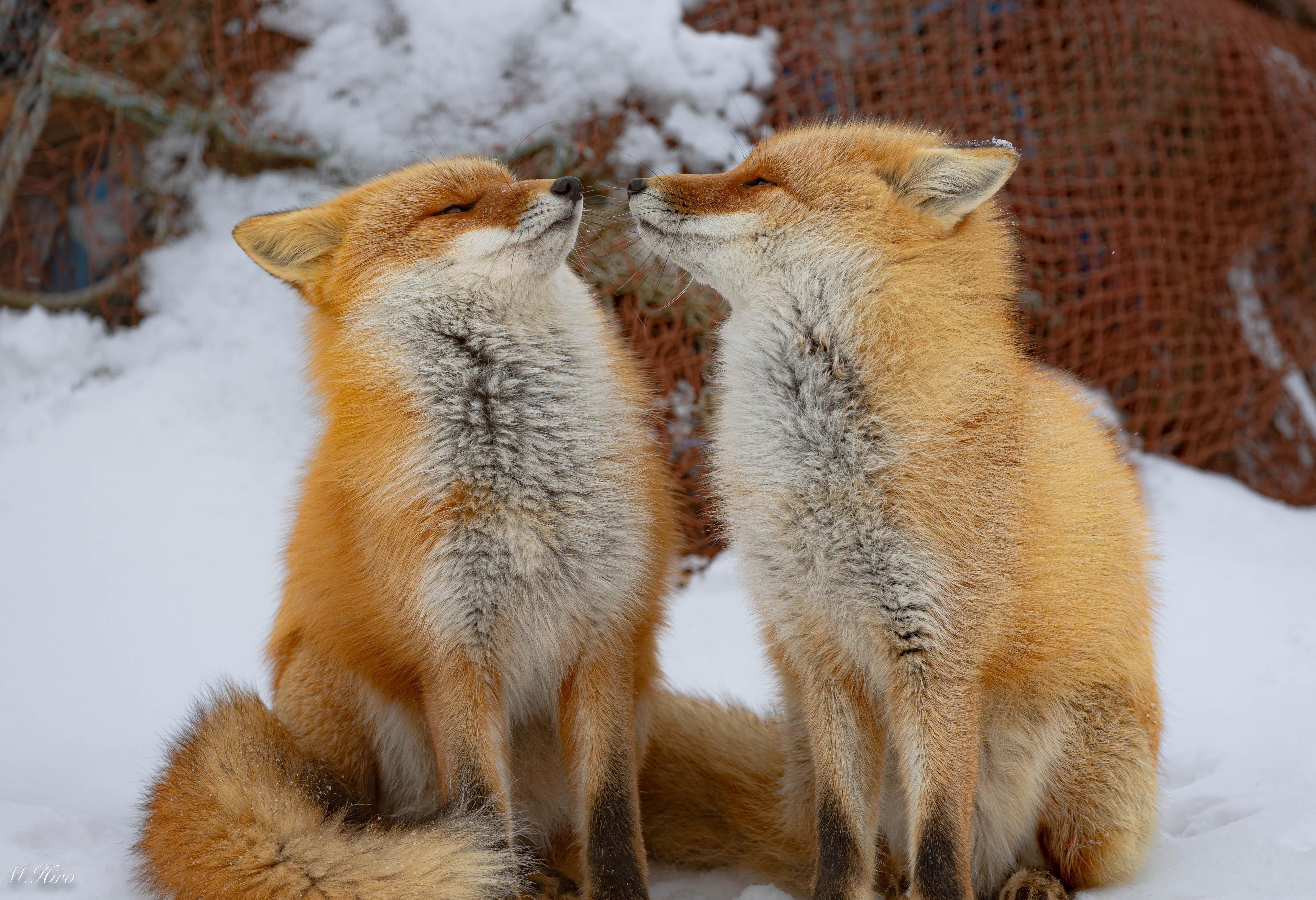 北海道】野付半島のキタキツネたち｜ひろ