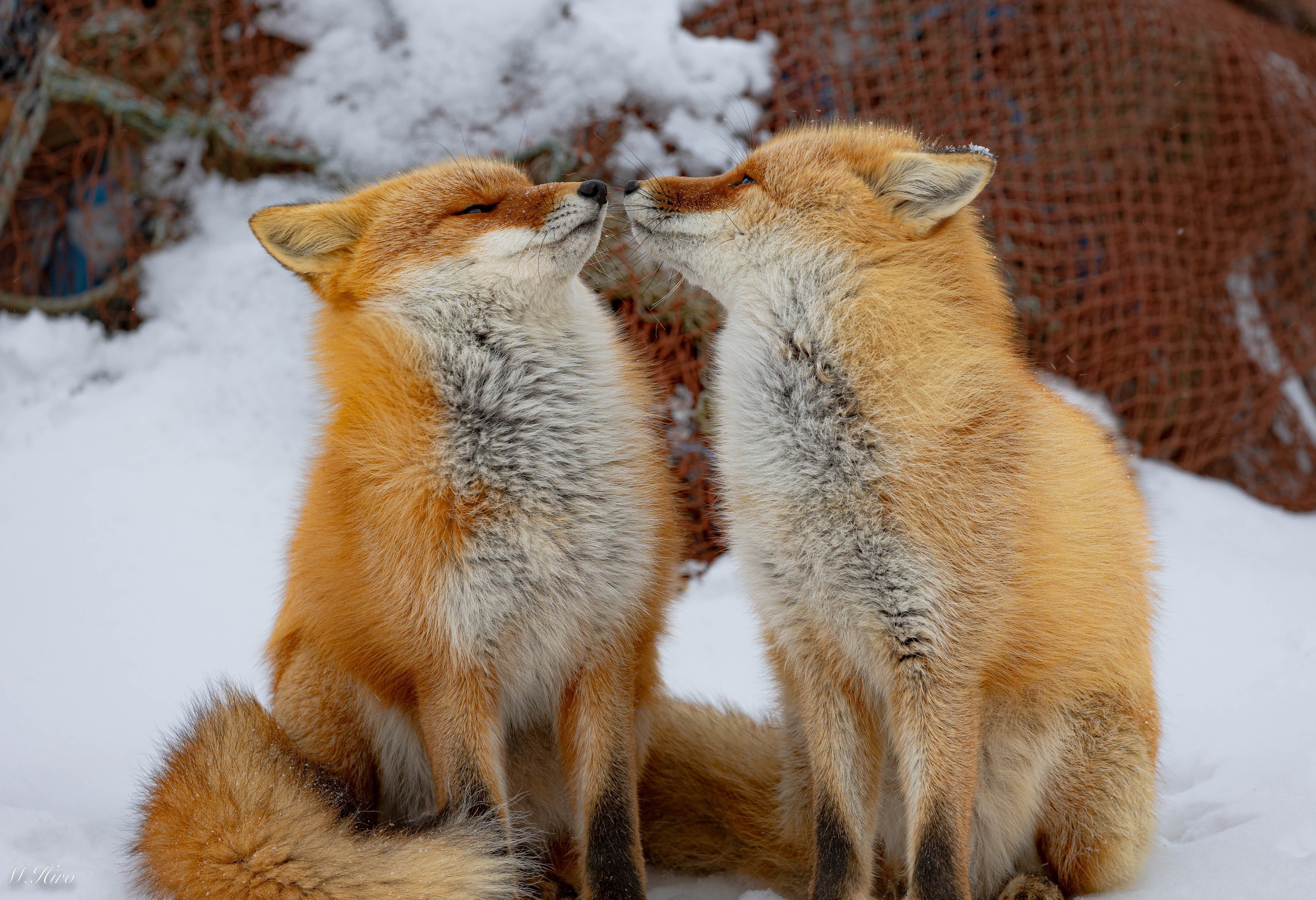 北海道】野付半島のキタキツネたち｜ひろ