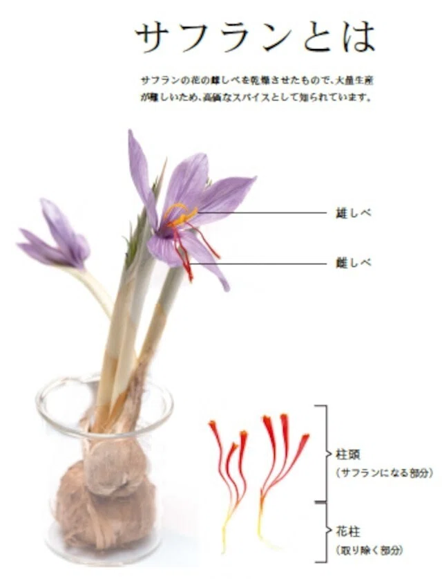 国産のサフランがあるなんて知らない方も多い!?国産の延岡ひなたサフラン!!|のべちょる-宮崎県延岡市の特産品-
