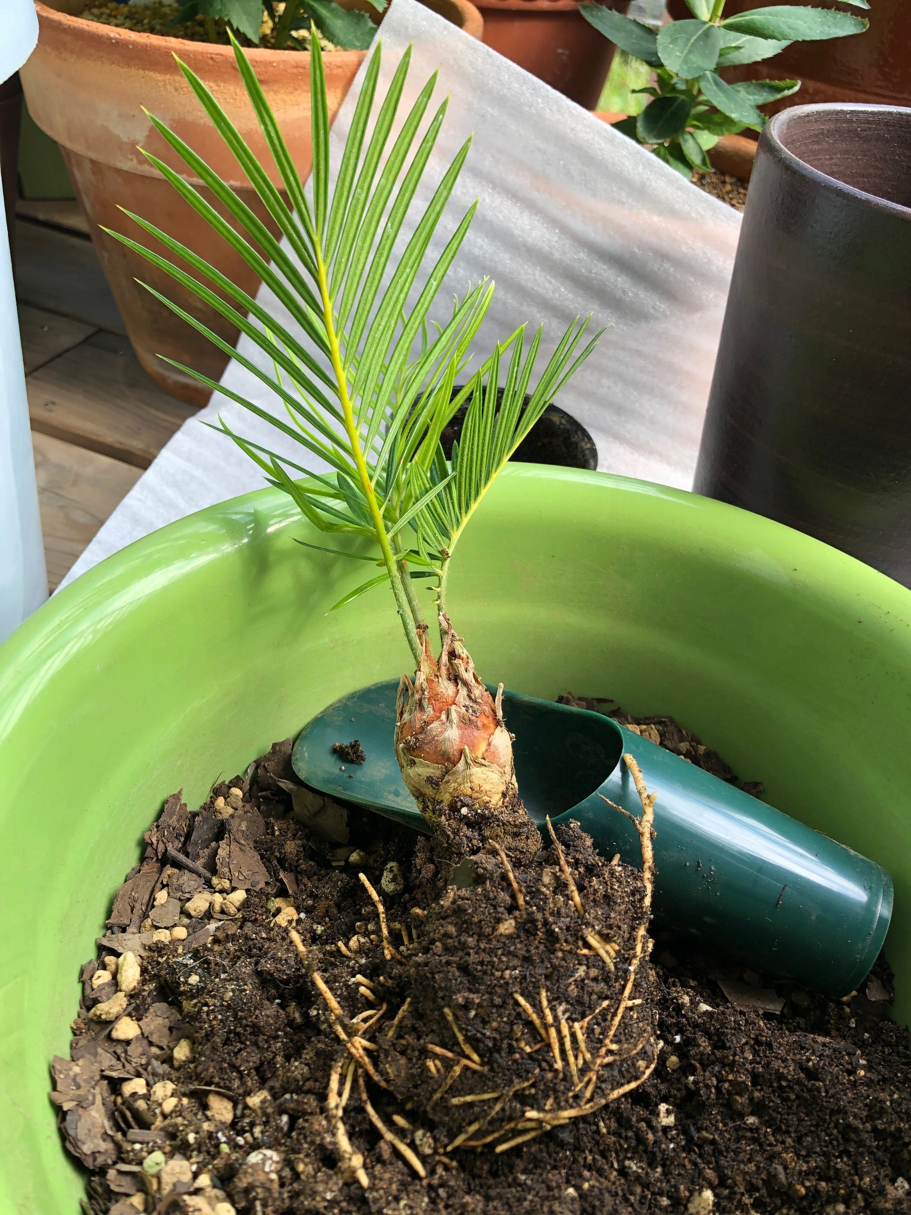 赤ちゃん蘇鉄(ソテツ)の育て方🌱困った時は園芸店｜穂の気ままライフ