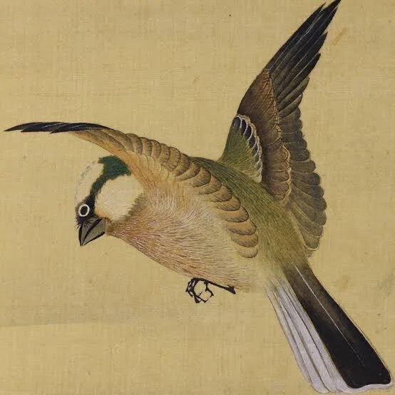 第2453回 江戸時代の珍鳥 ⑵｜翆野 大地