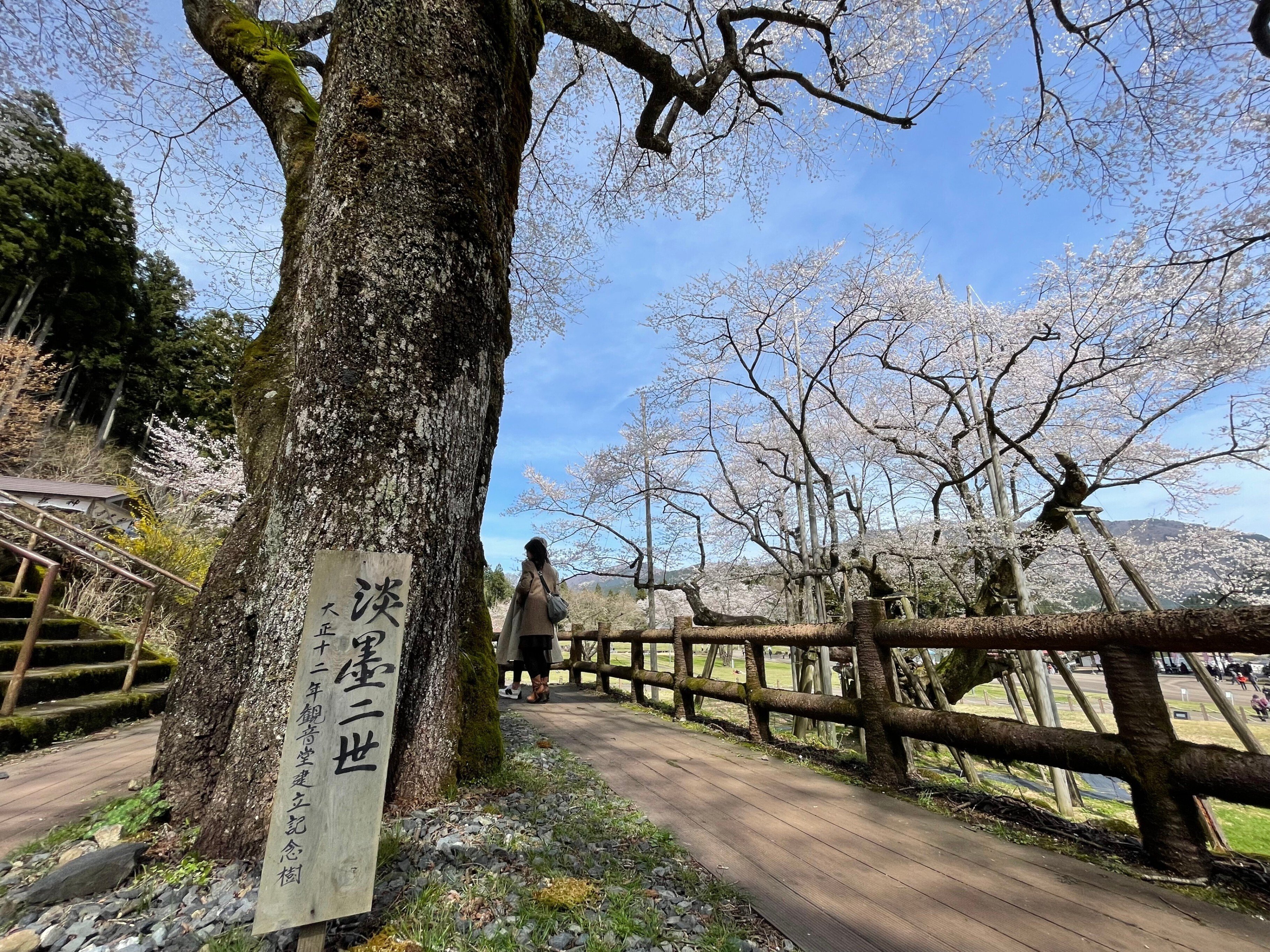 桜を見に岐阜へ行く〜樹齢1500年・根尾谷淡墨桜〜｜キャンパス