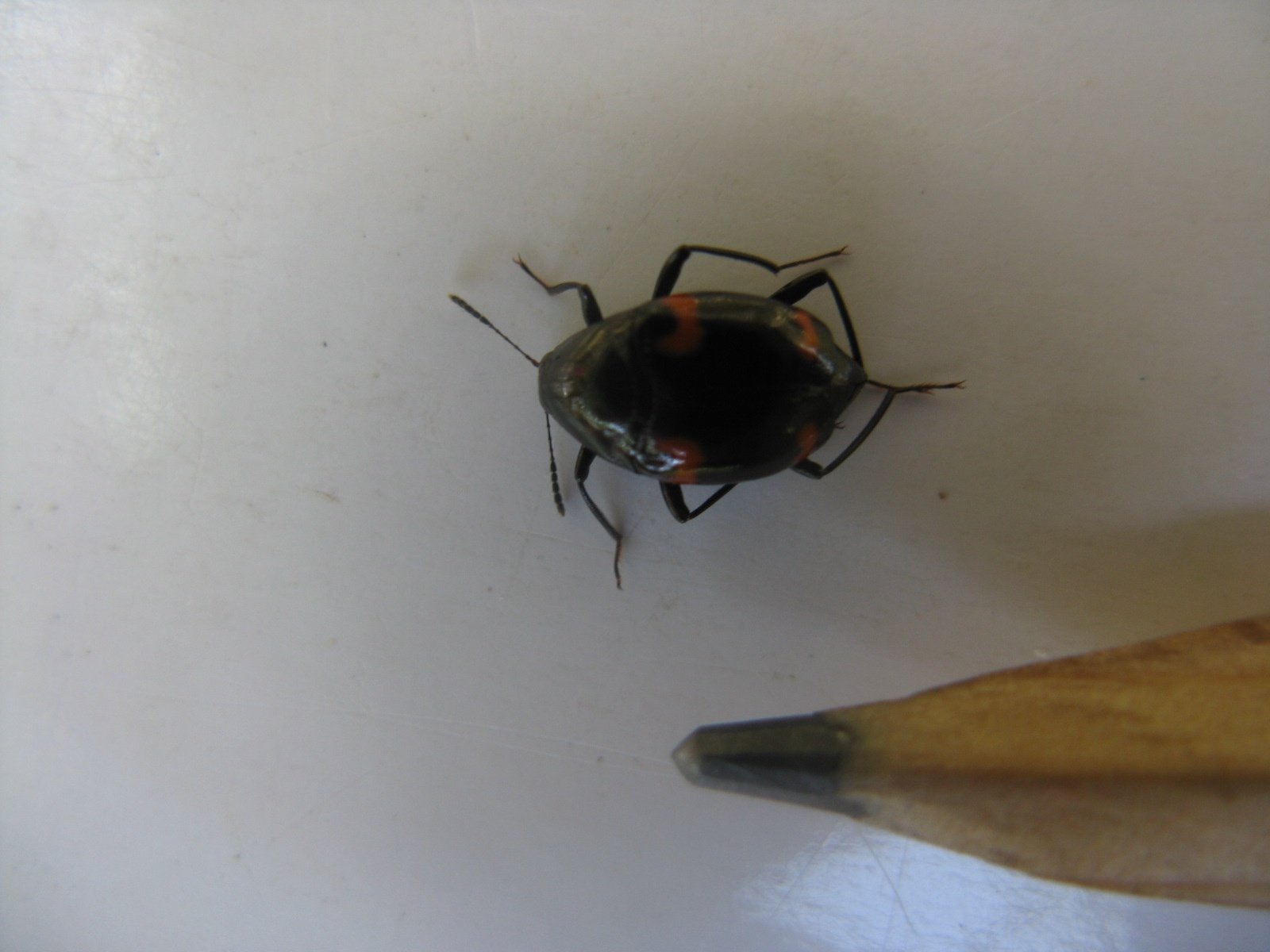 かつての里山に暮らす動植物 その3～虫たち⑤甲虫～｜森中遊助