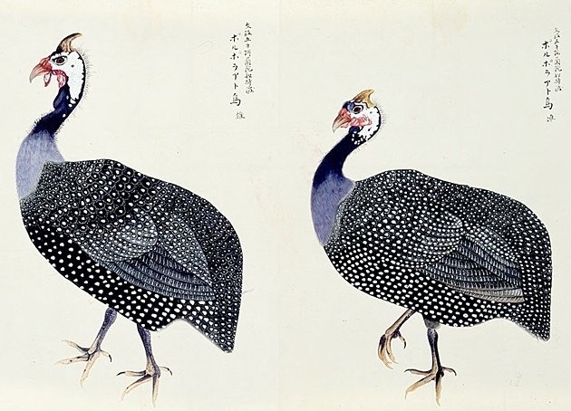 第2454回 江戸時代の珍鳥 ⑶｜翆野 大地