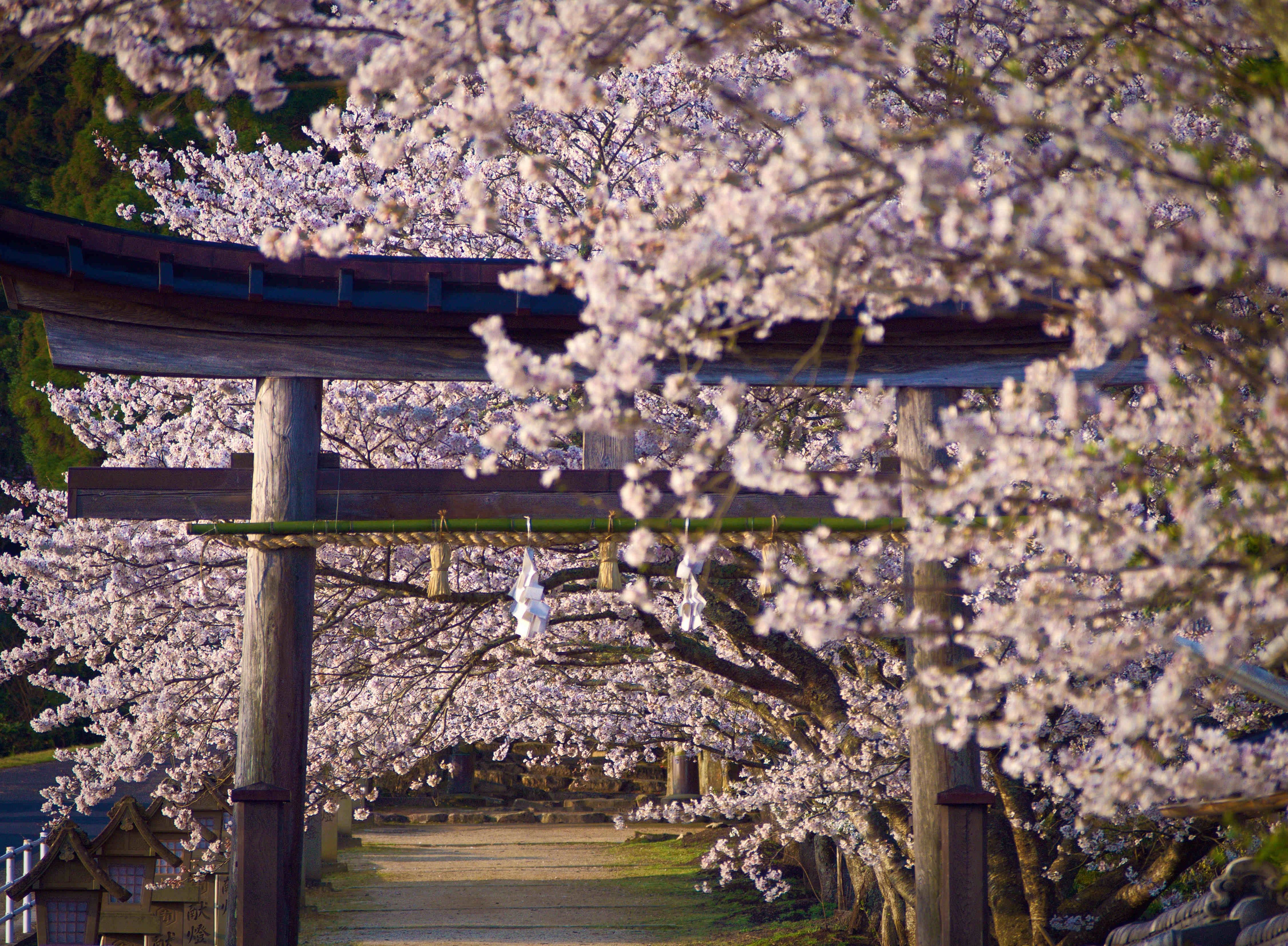 3月29日 桜の神魂(かもす)神社|あしこま
